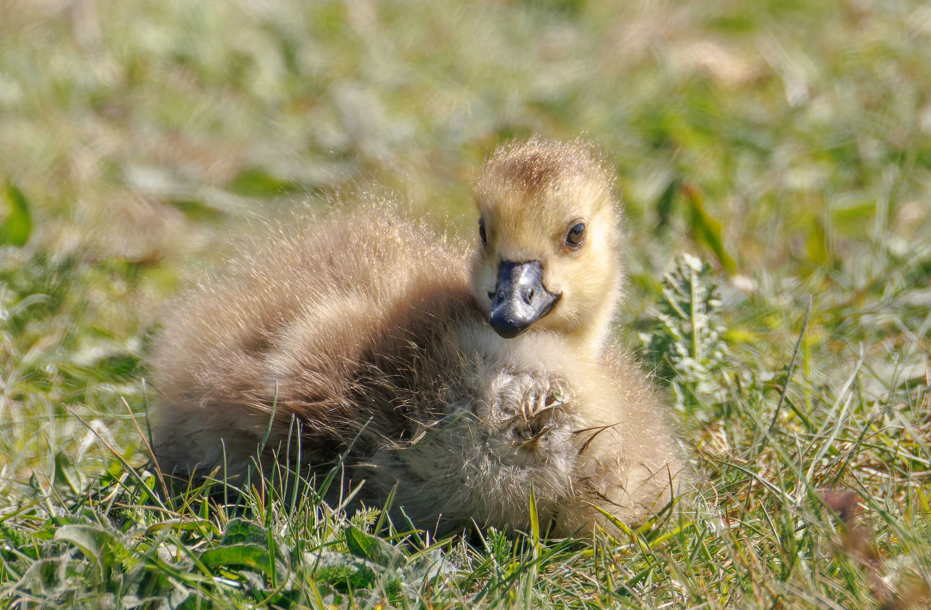 Canada Goose Chick, Titchfield Haven, Farham, UK — photo by Orlando Prugel-Bennett