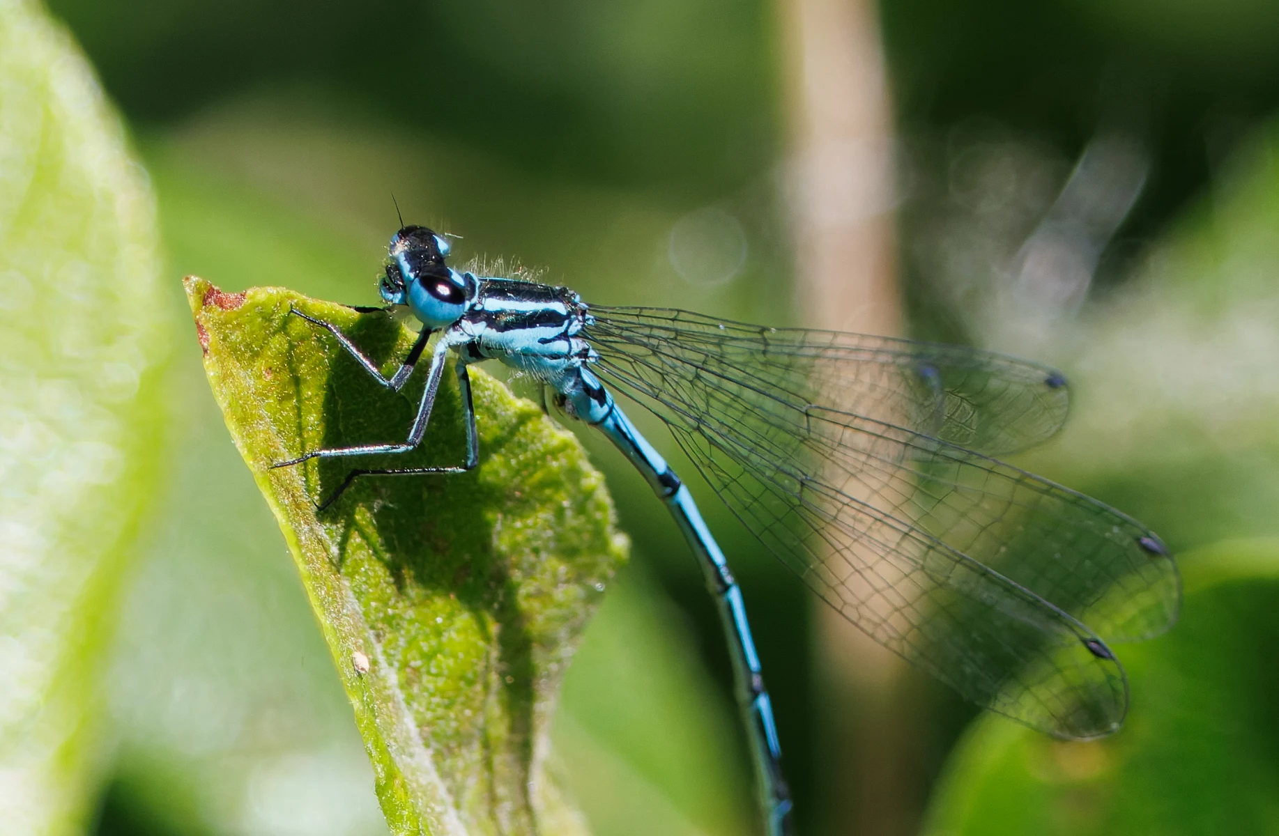 Blue-tailed Damselfly, Titchfield Haven, Farham, UK — photo by Orlando Prugel-Bennett