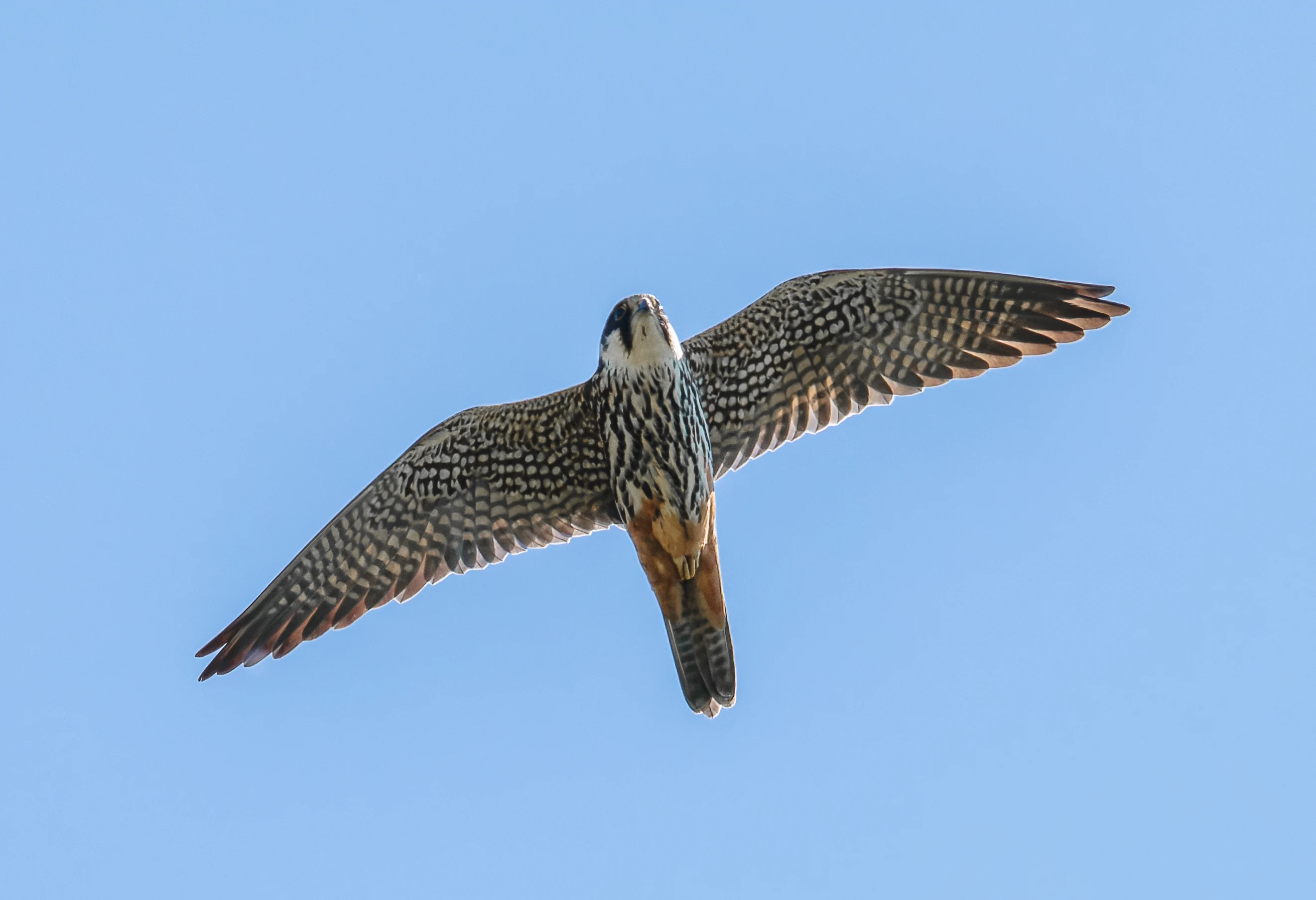Eurasian Hobby, Titchfield Haven, Farham, UK — photo by Orlando Prugel-Bennett