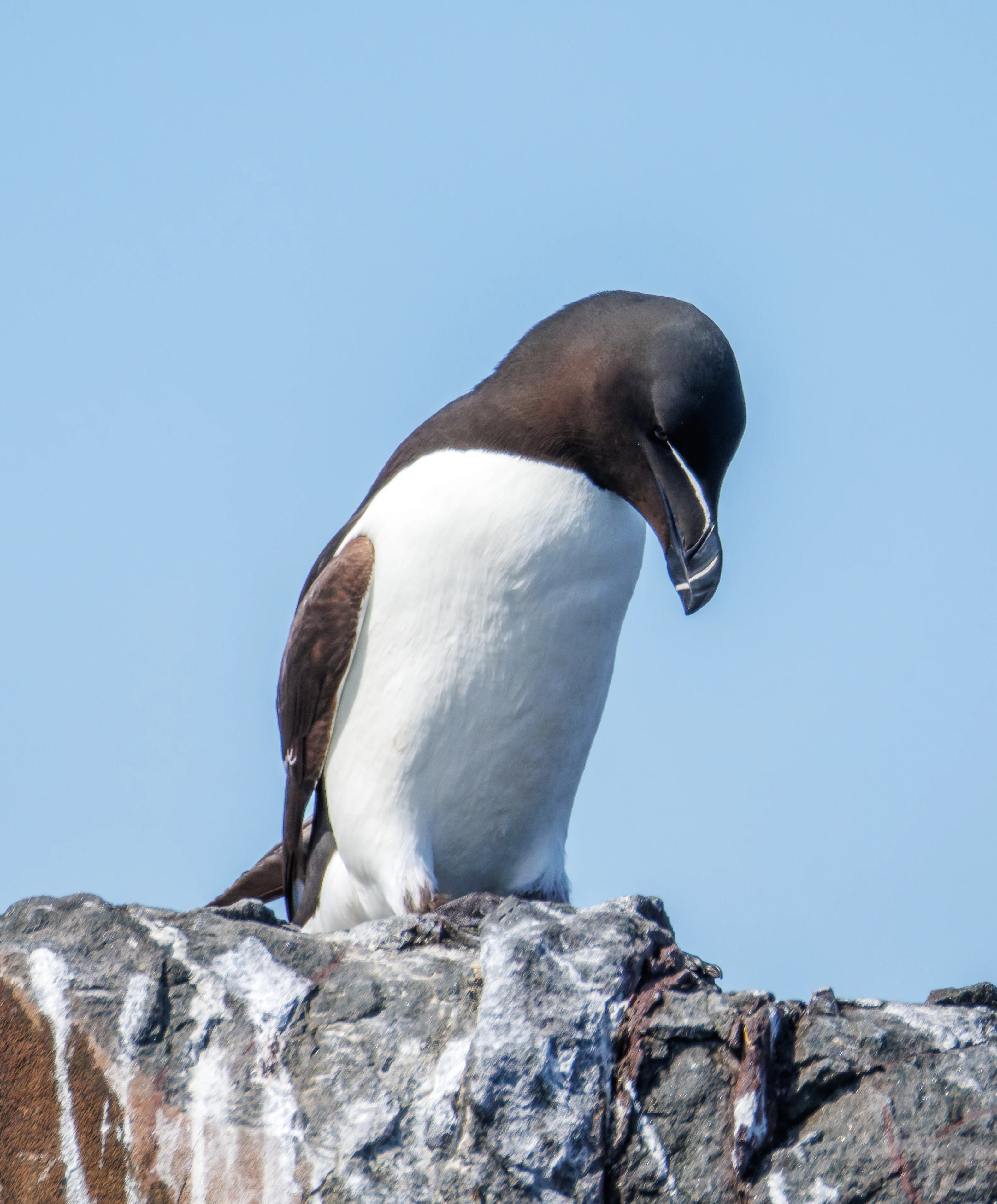 Razorbill, Farne Islands, Seahouses, Northumberland, UK — photo by Orlando Prugel-Bennett