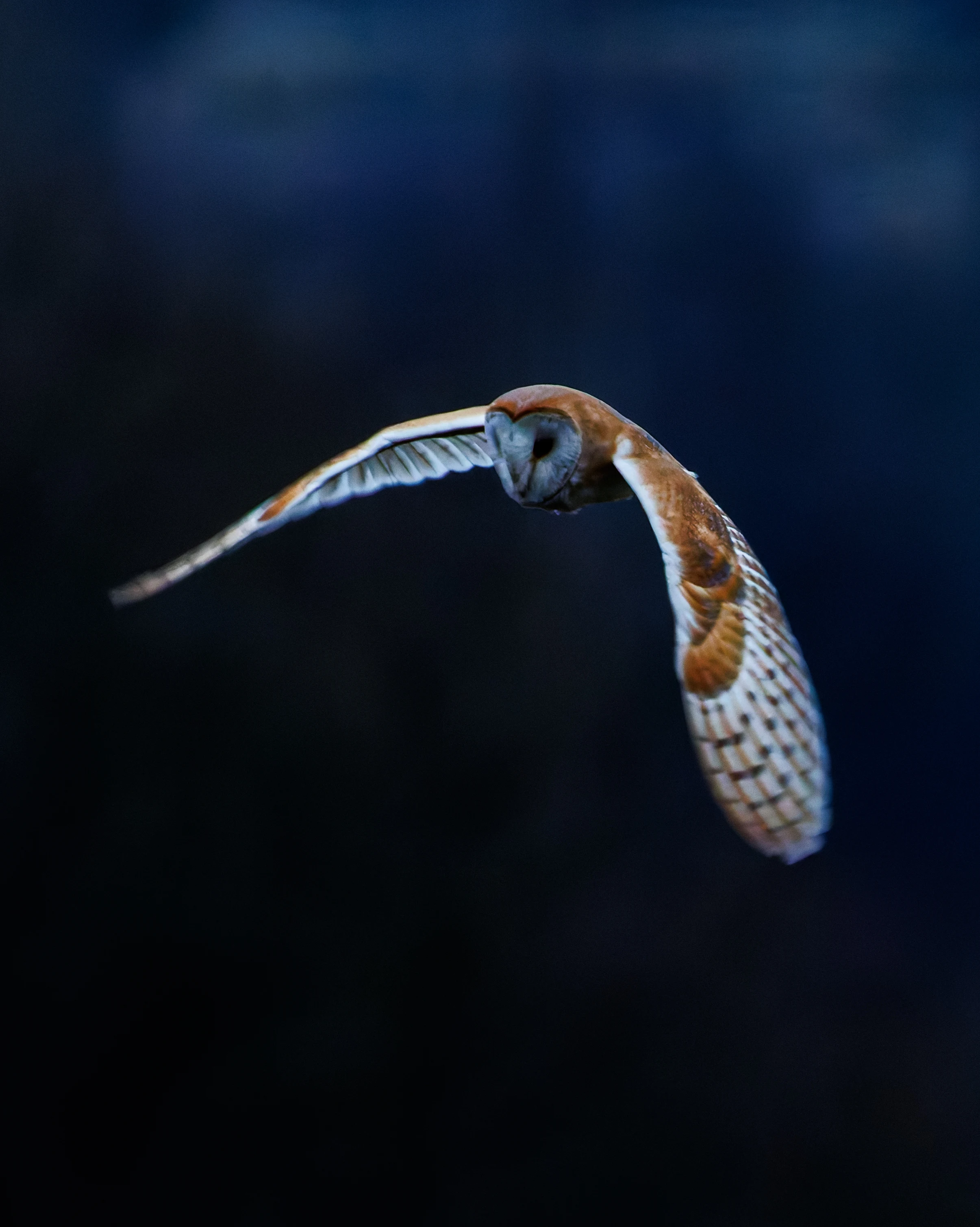 Barn Owl, Brockholes, Preston, UK — photo by Orlando Prugel-Bennett
