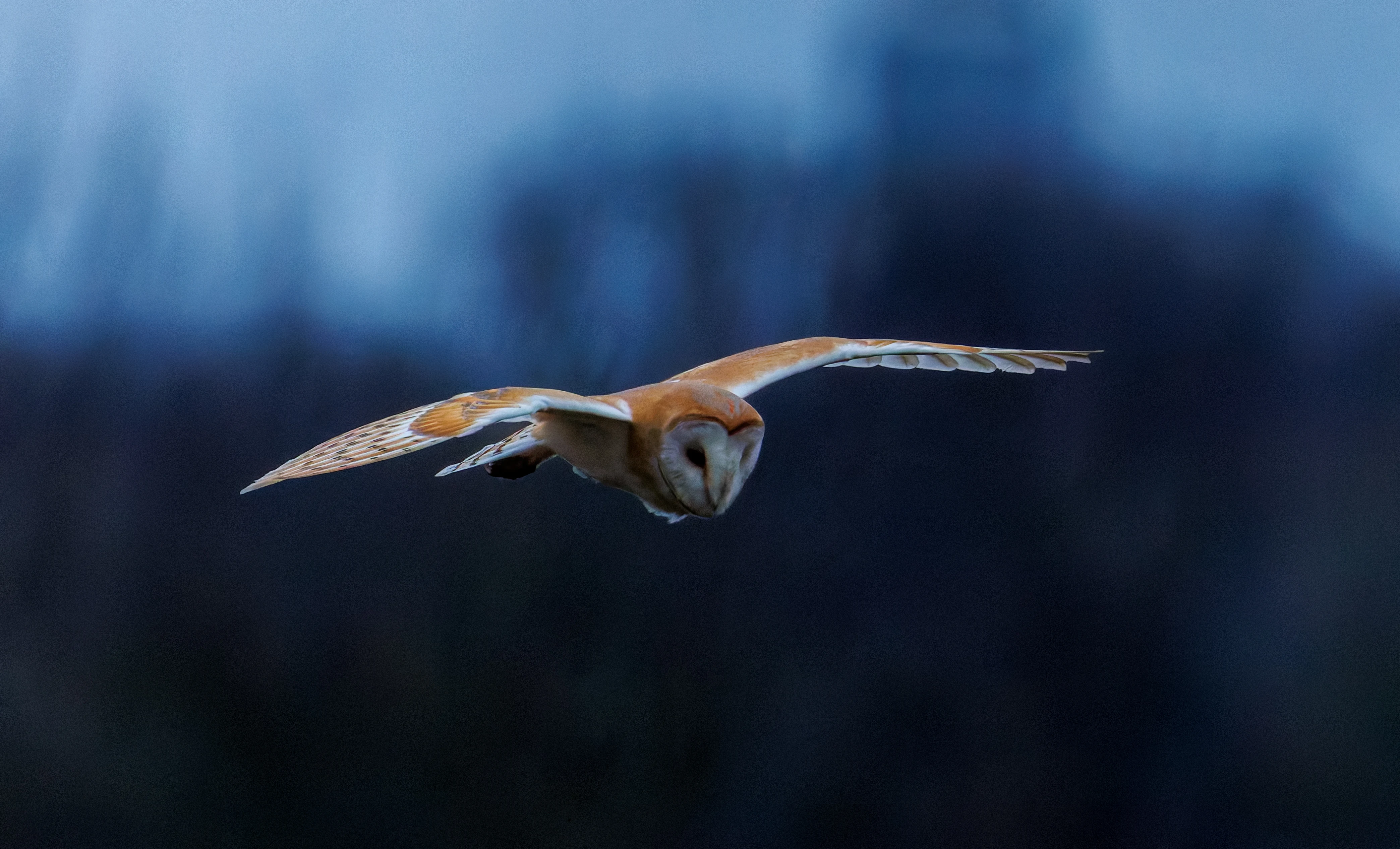 Barn Owl, Brockholes, Preston, UK — photo by Orlando Prugel-Bennett