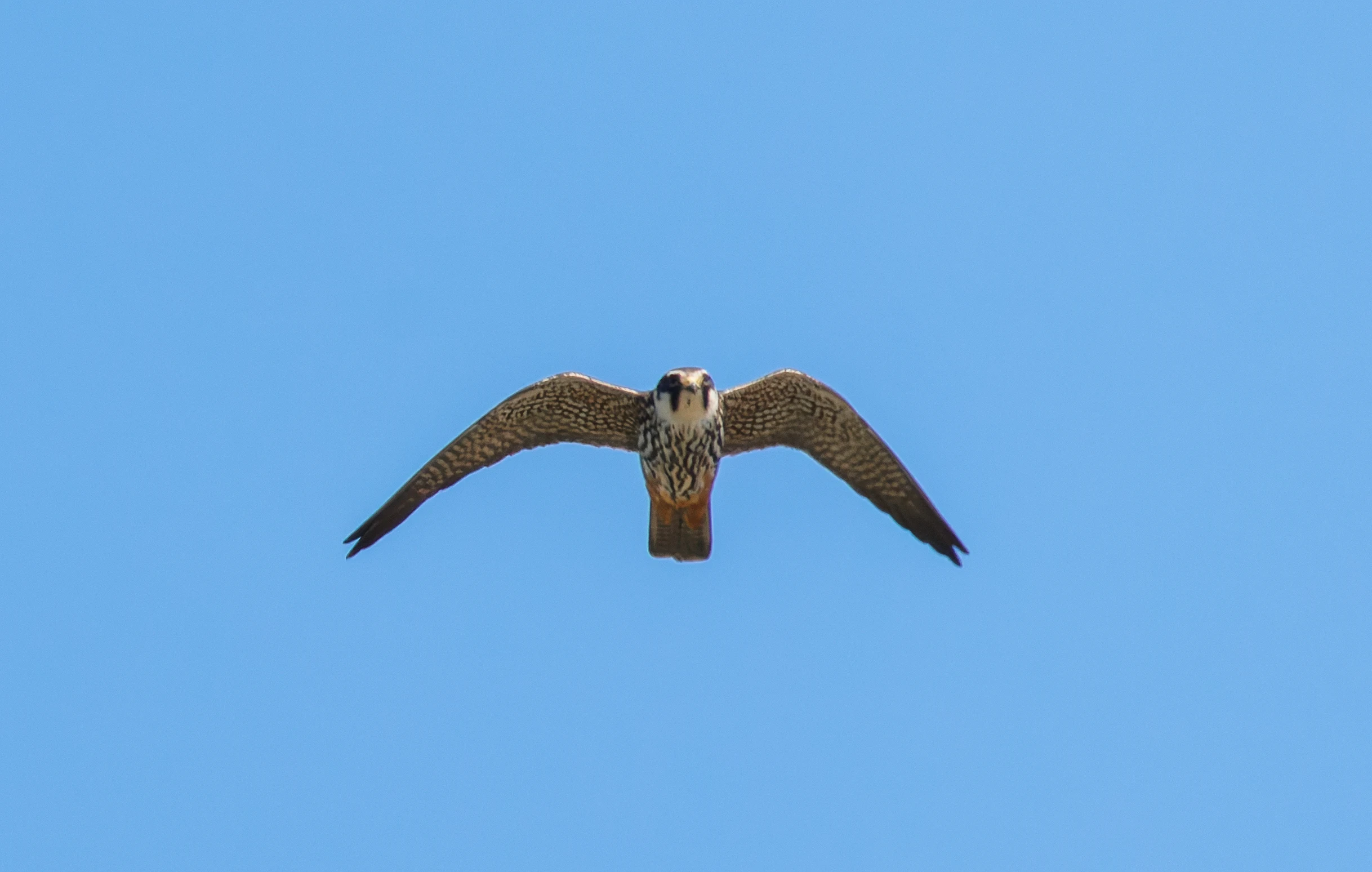 Eurasian Hobby, Titchfield Haven, Farham, UK — photo by Orlando Prugel-Bennett