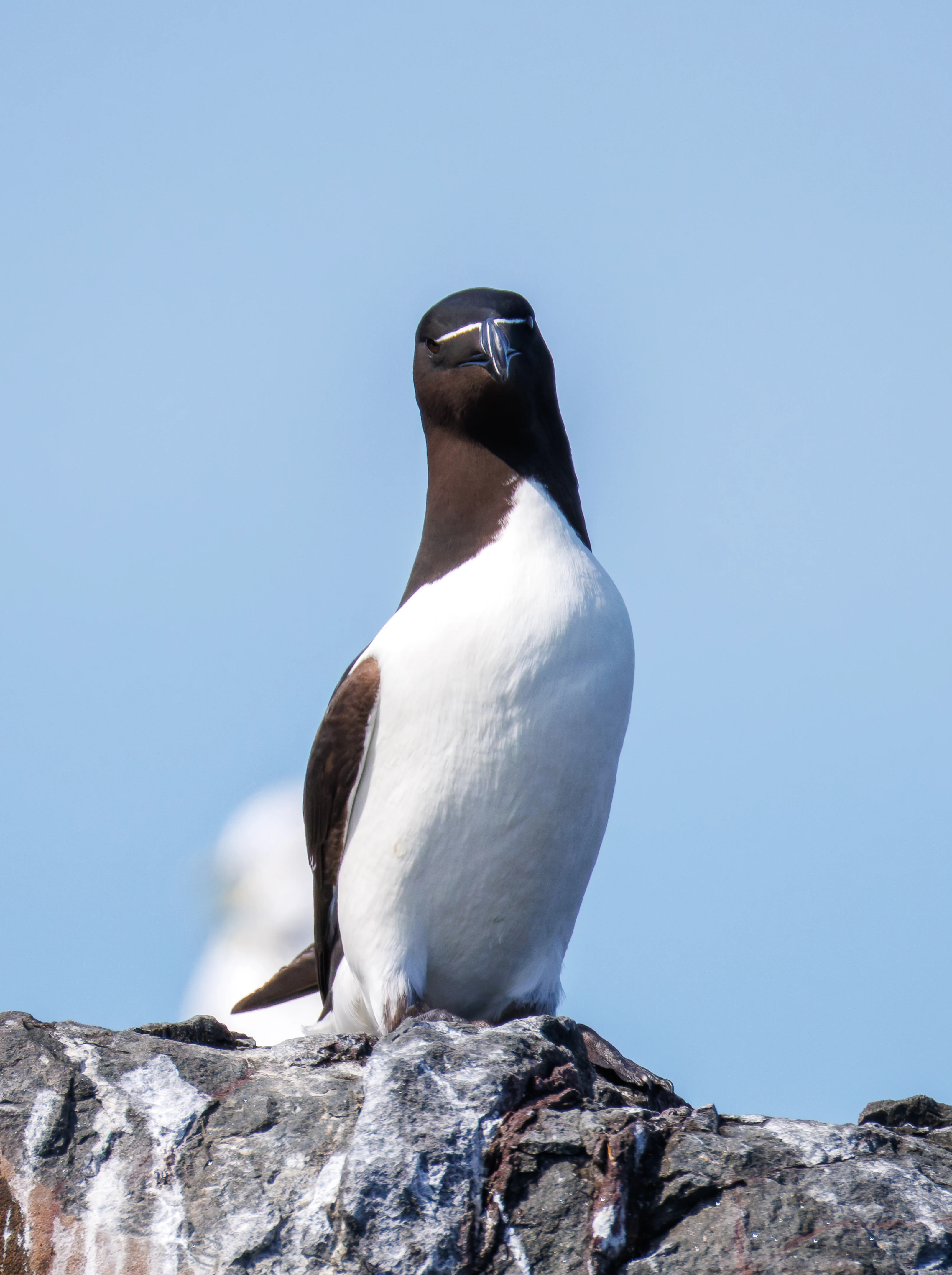 Razorbill, Farne Islands, Seahouses, Northumberland, UK — photo by Orlando Prugel-Bennett