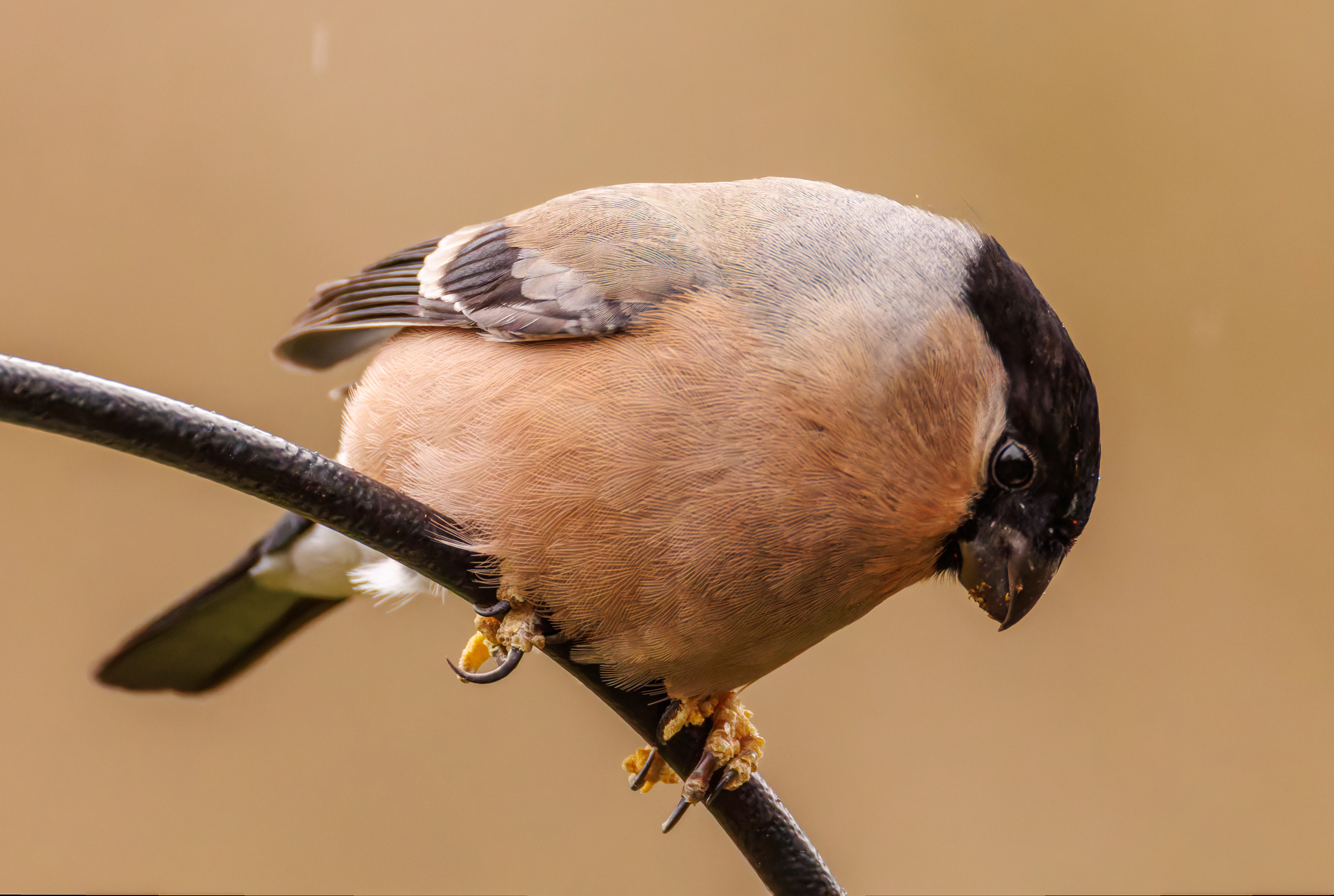 Bullfinch, Leighton Moss, UK — photo by Orlando Prugel-Bennett