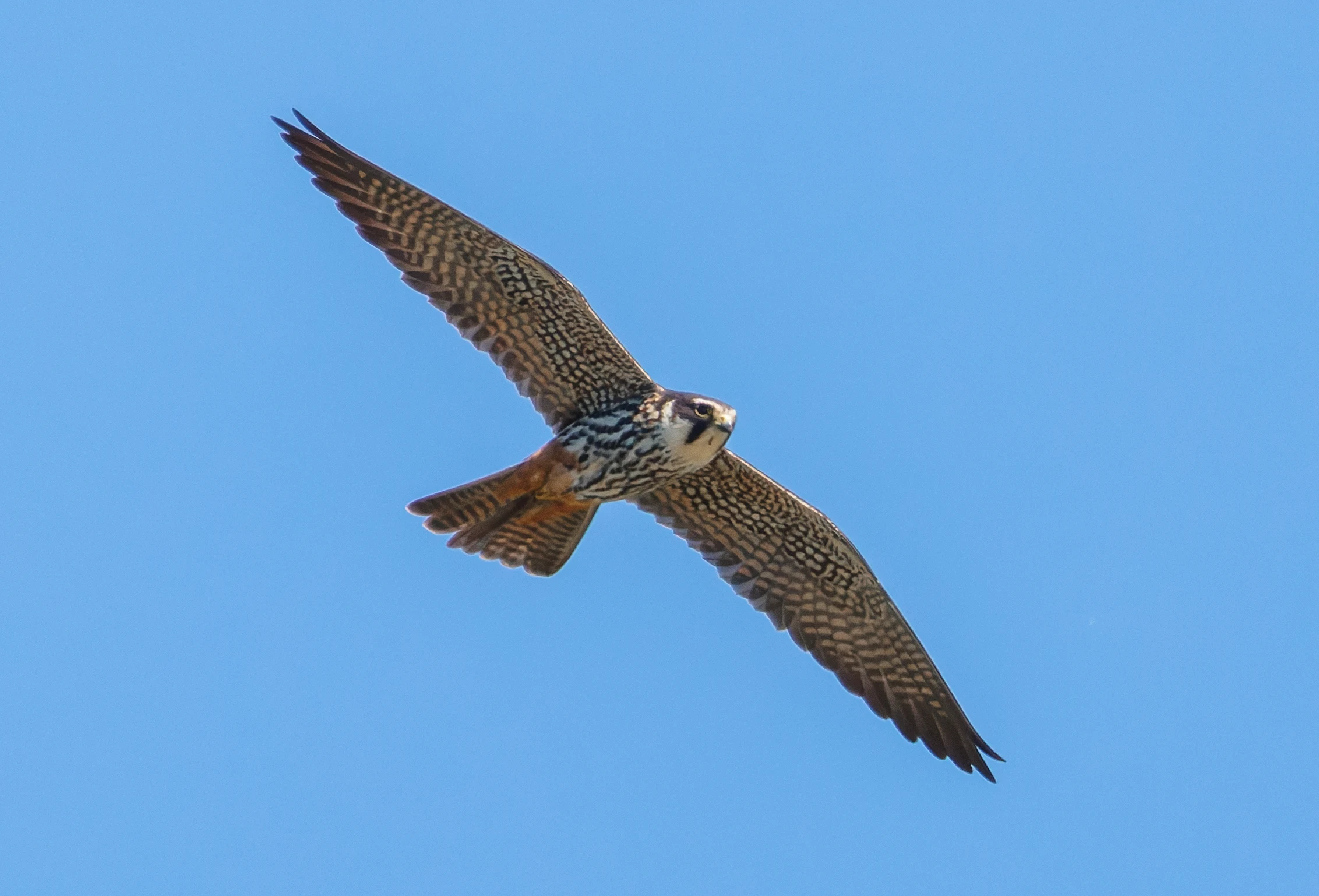 Eurasian Hobby, Titchfield Haven, Farham, UK — photo by Orlando Prugel-Bennett