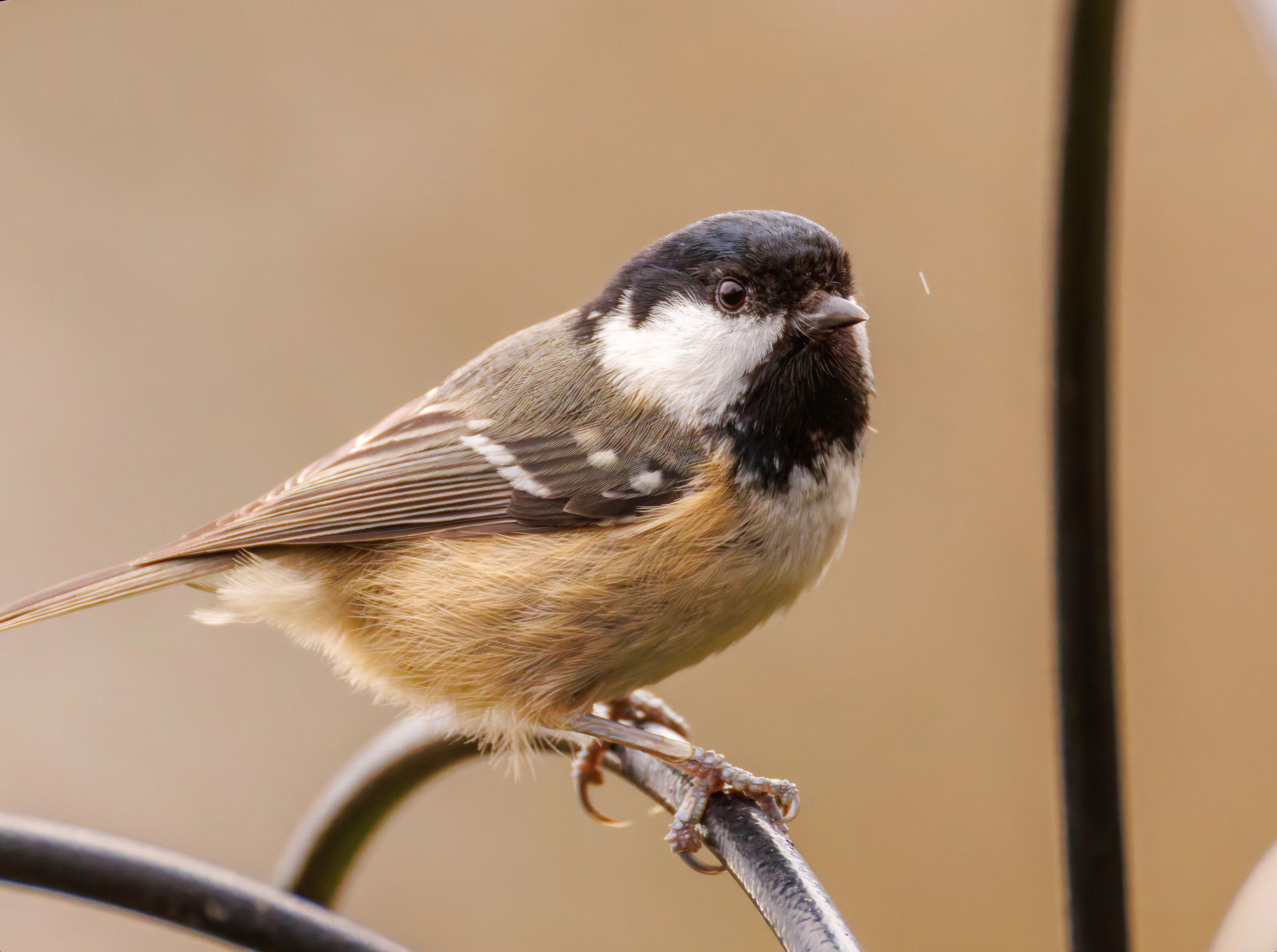 Coal Tit, Leighton Moss, UK — photo by Orlando Prugel-Bennett