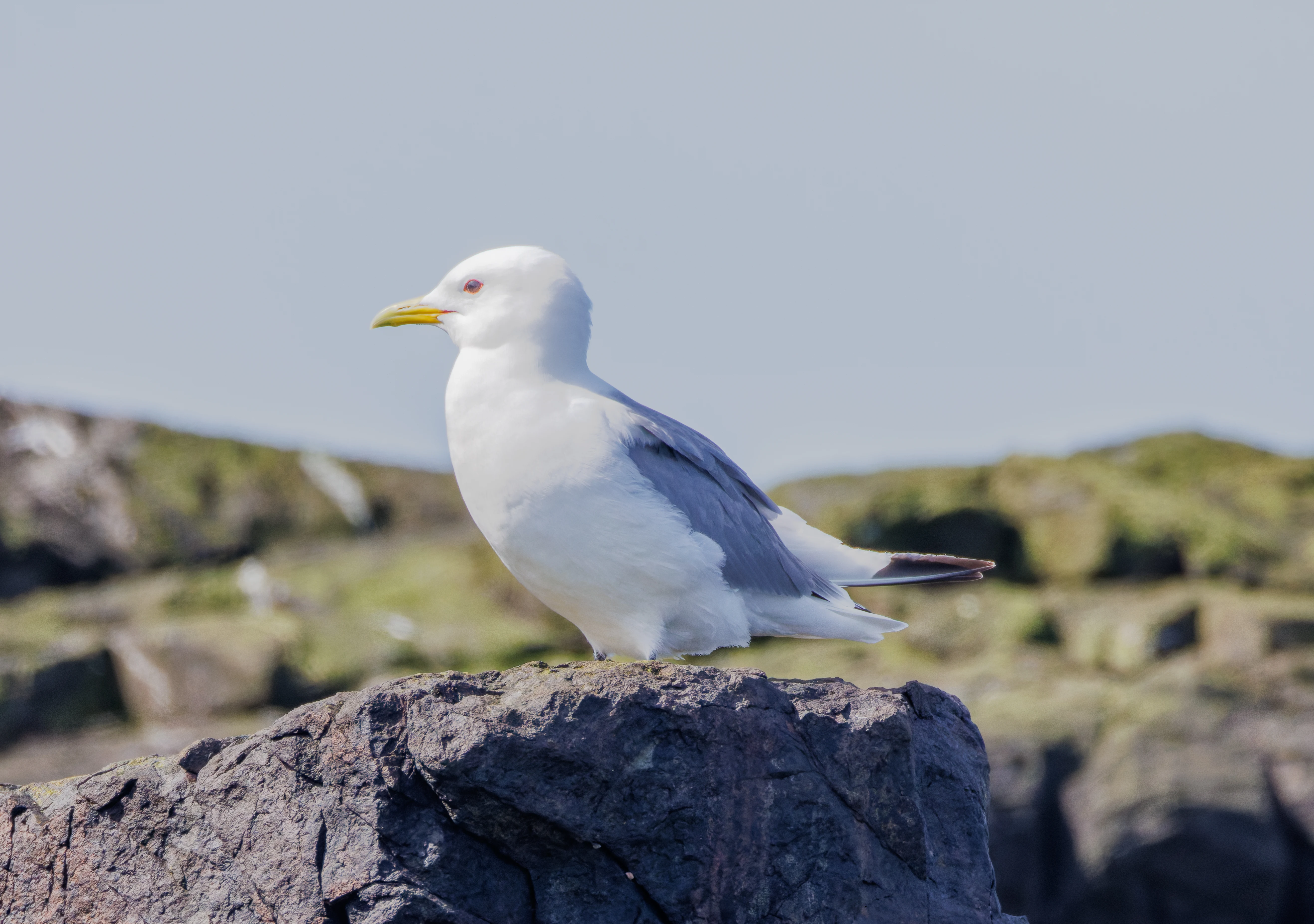 Kittiwake, Farne Islands, Seahouses, Northumberland, UK — photo by Orlando Prugel-Bennett