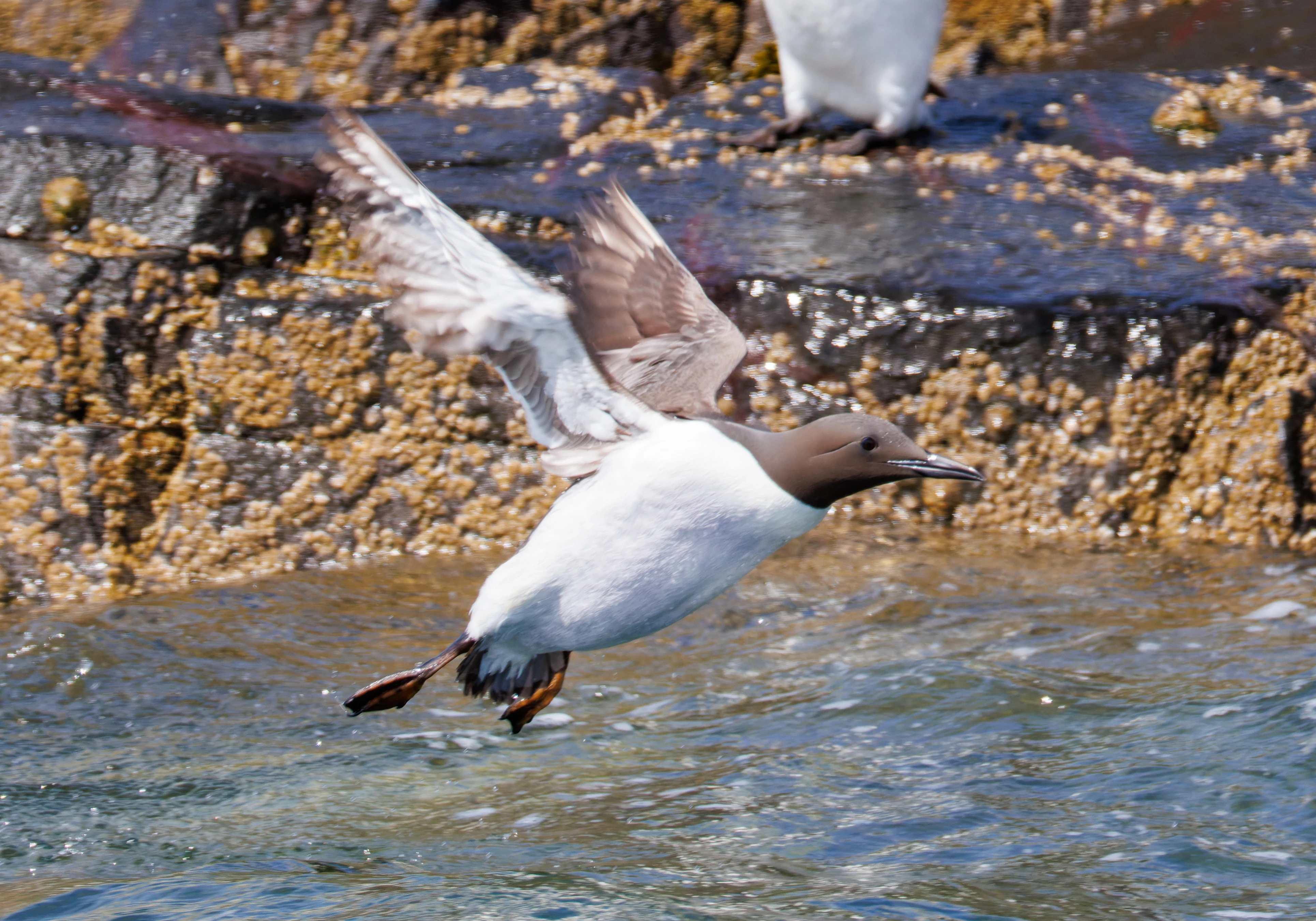 Common Guillemot in flight, Farne Islands, Seahouses, Northumberland, UK — photo by Orlando Prugel-Bennett