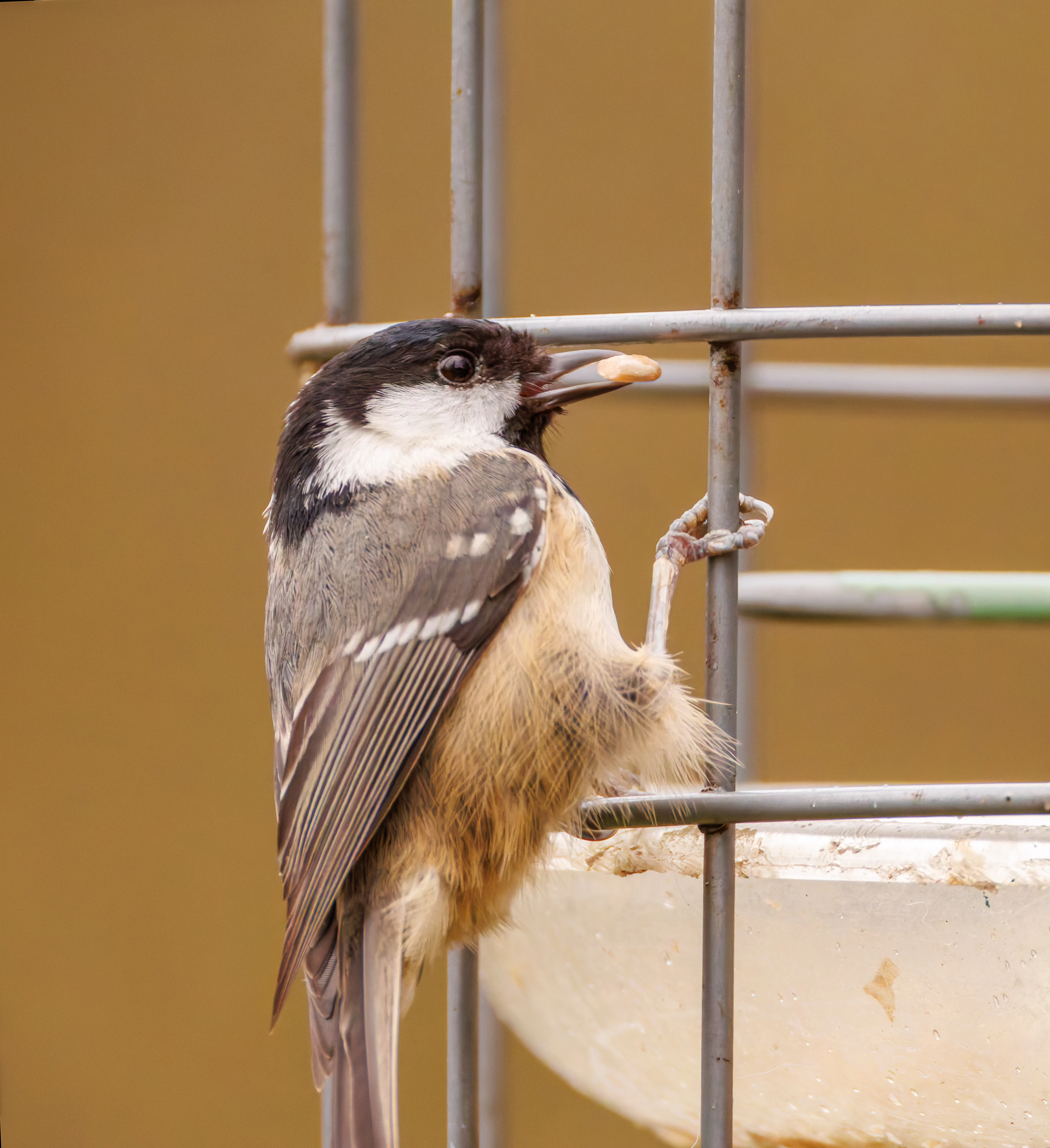 Coal Tit, Leighton Moss, UK — photo by Orlando Prugel-Bennett