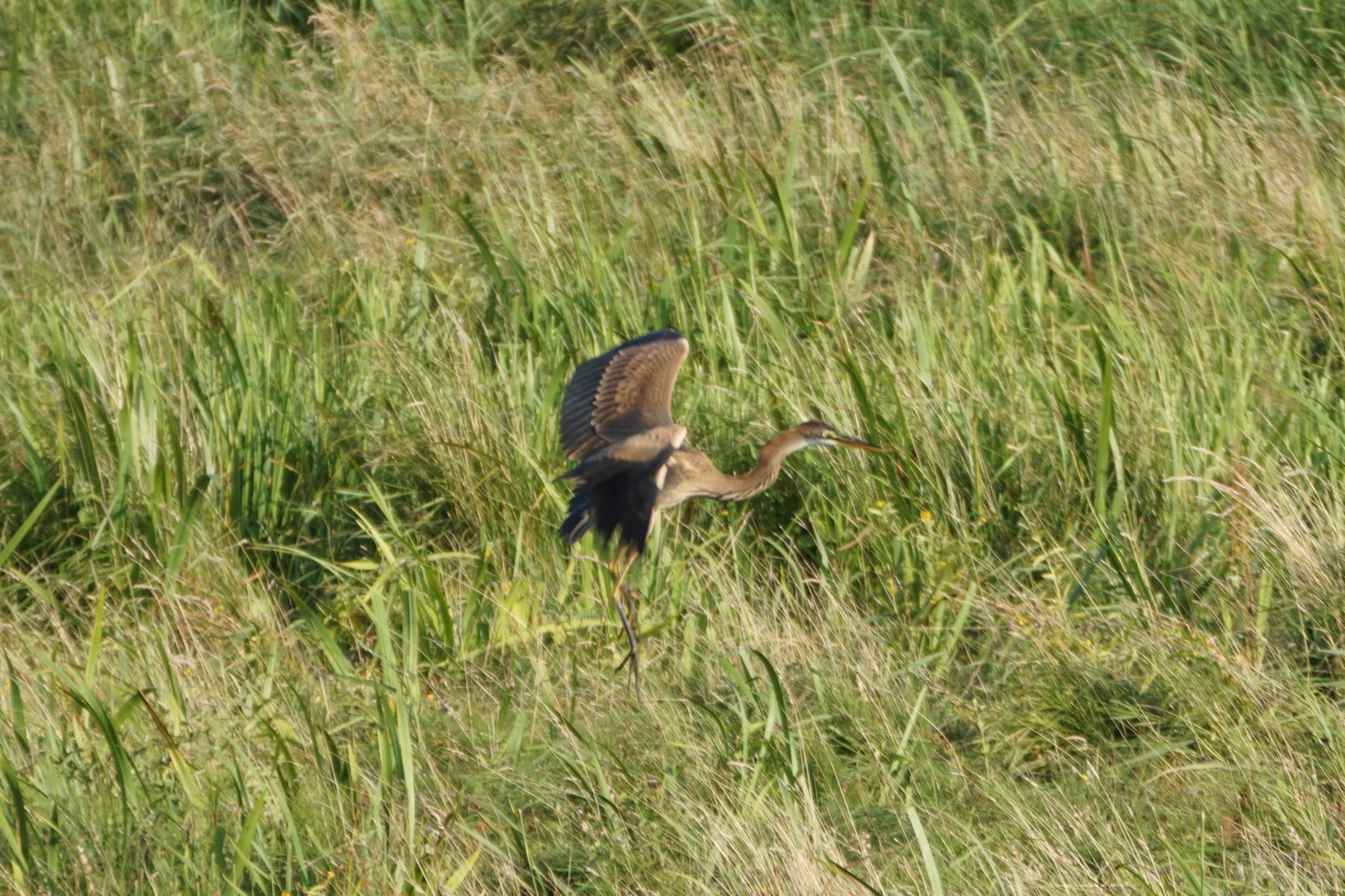 Purple Heron, France — photo by Orlando Prugel-Bennett