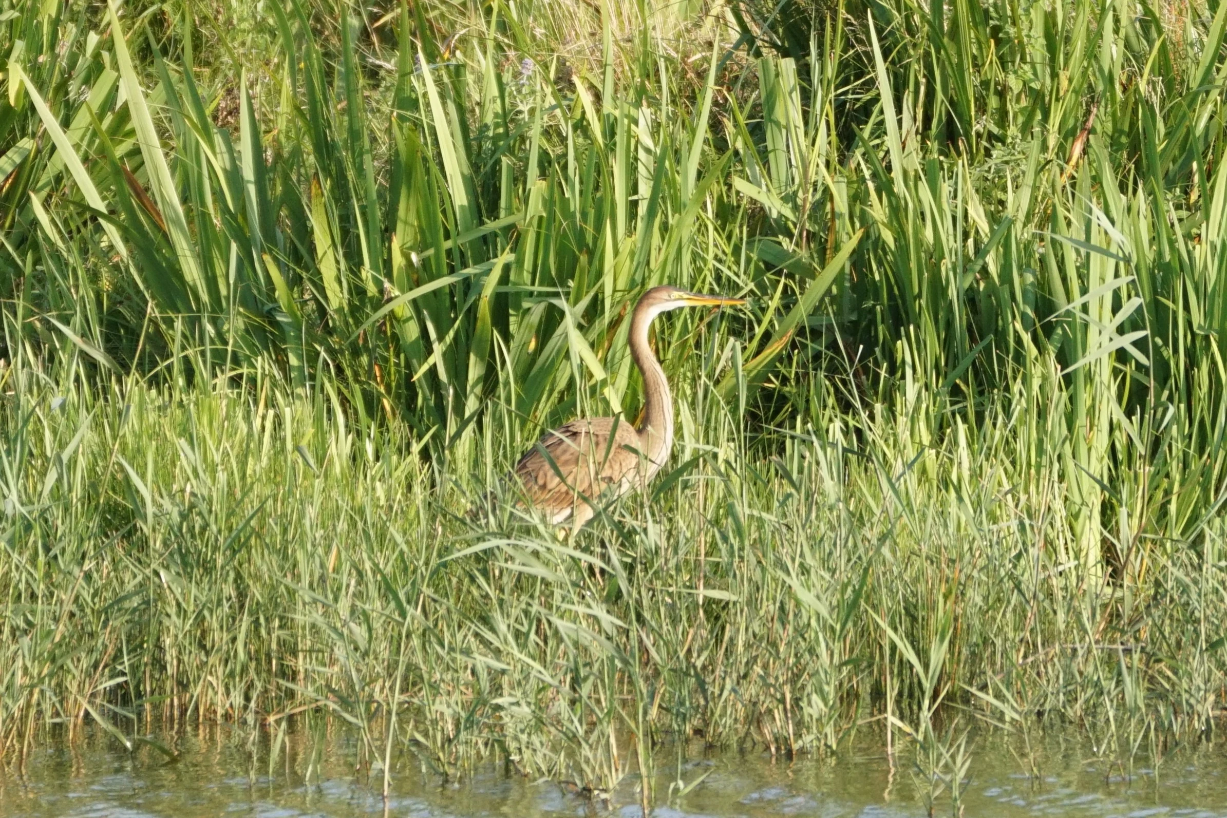 Purple Heron, France — photo by Orlando Prugel-Bennett