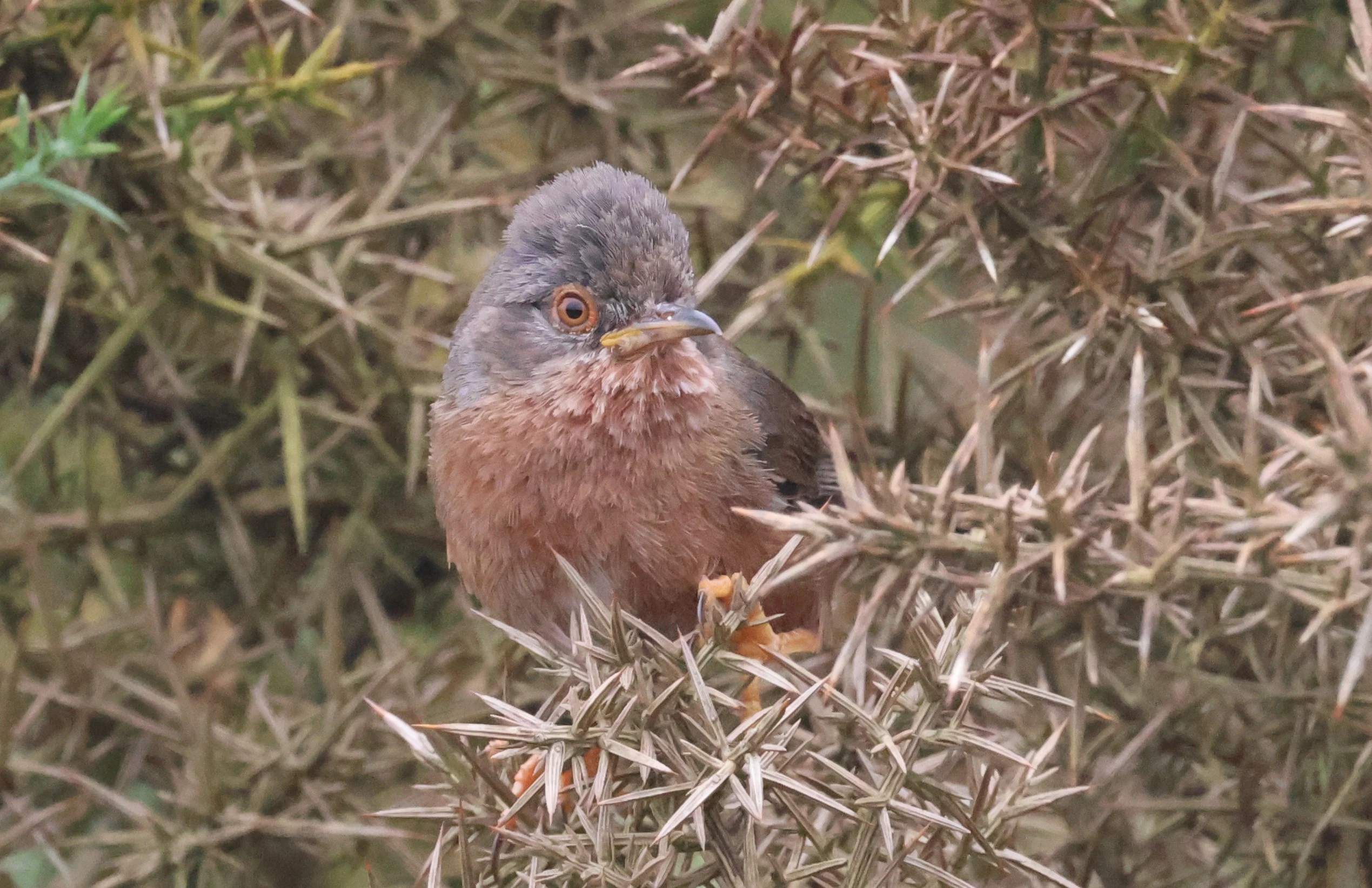 Dartford Warbler, Crockford Common, Beaulieu, New Forest, UK — photo by Adam Prugel-Bennett