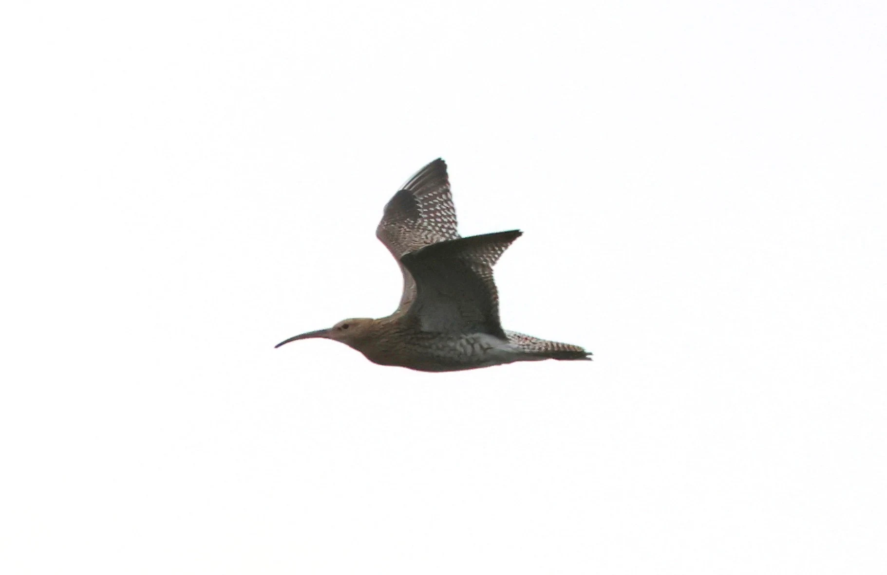 Curlew in flight, Crockford Common, Beaulieu, New Forest, UK — photo by Adam Prugel-Bennett