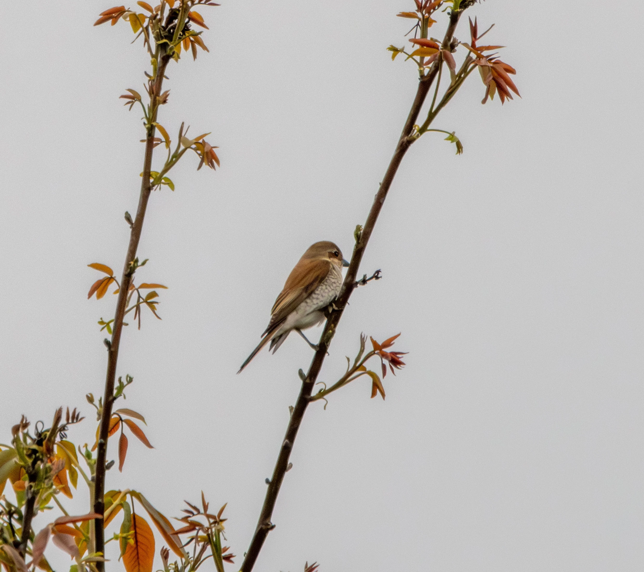 Red-backed Shrike, Transylvania, Romania — photo by Adam Prugel-Bennett