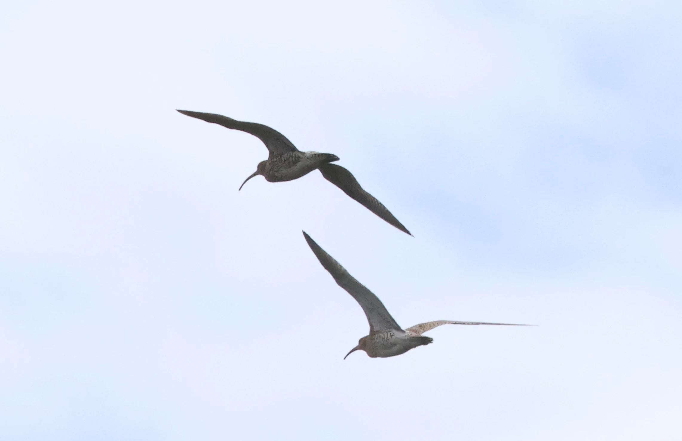 Curlew in flight, Crockford Common, Beaulieu, New Forest, UK — photo by Adam Prugel-Bennett