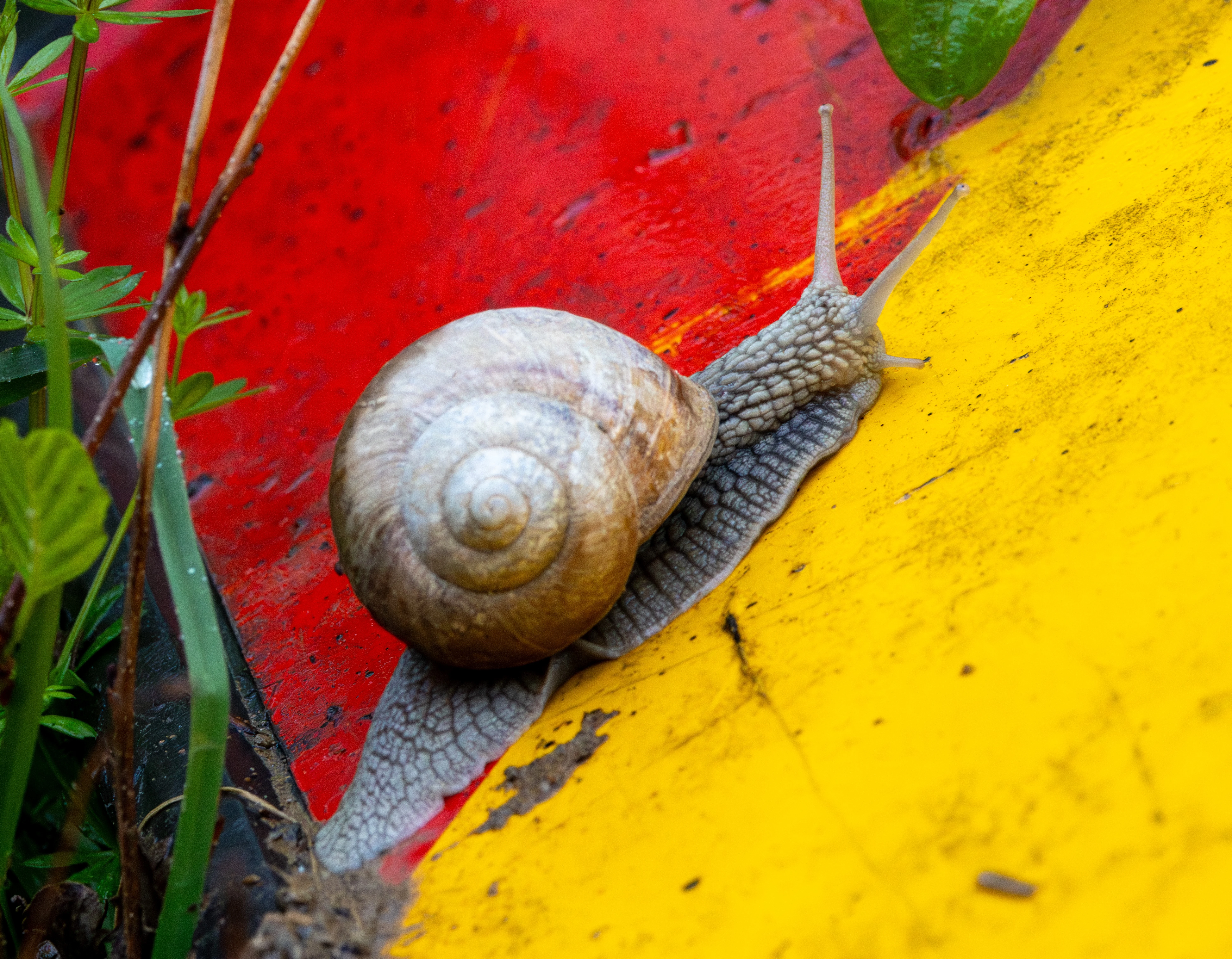 Roman snail (Helix pomatia), Transylvania, Romania — photo by Adam Prugel-Bennett