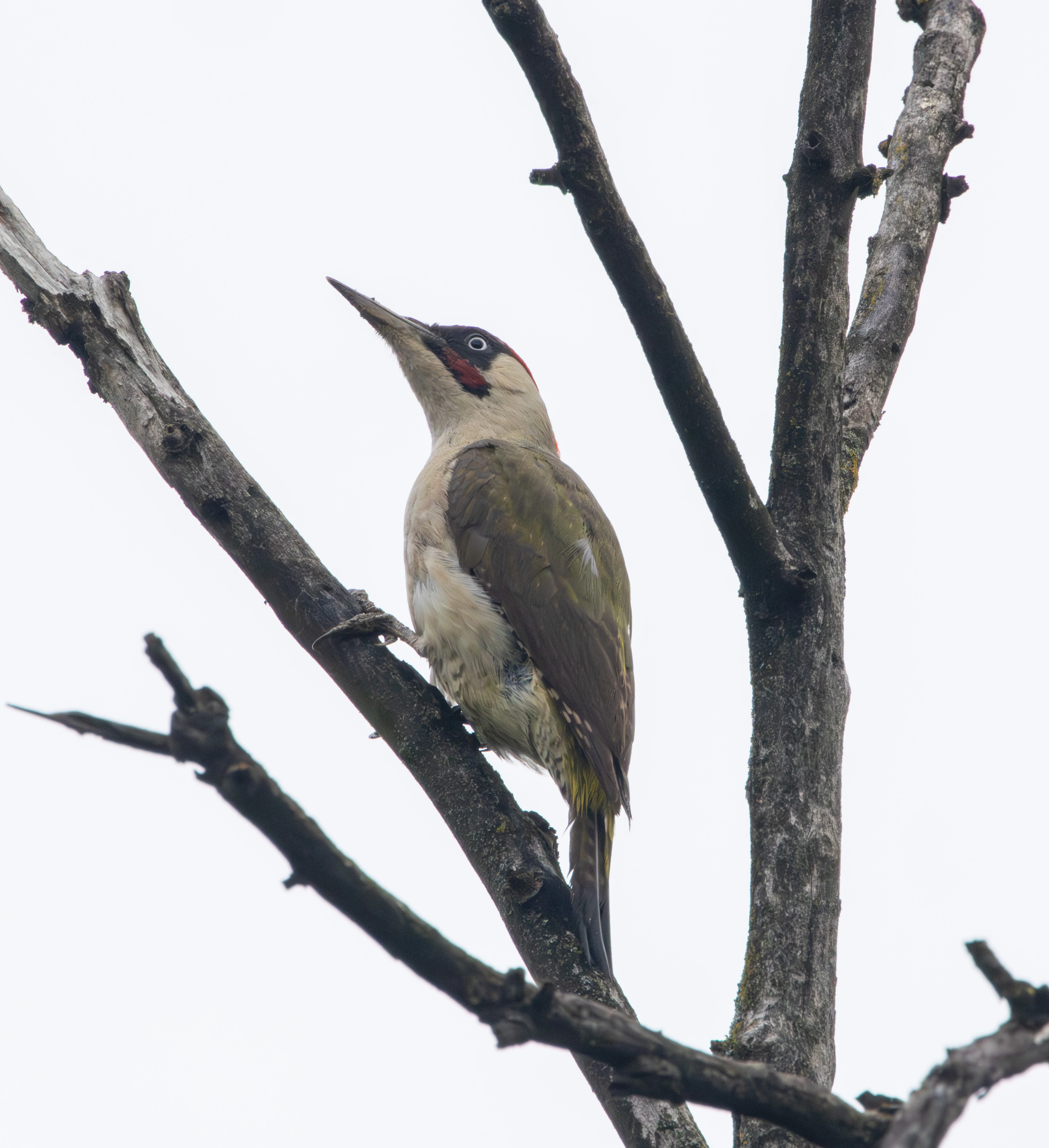European Green Woodpecker, Transylvania, Romania — photo by Adam Prugel-Bennett
