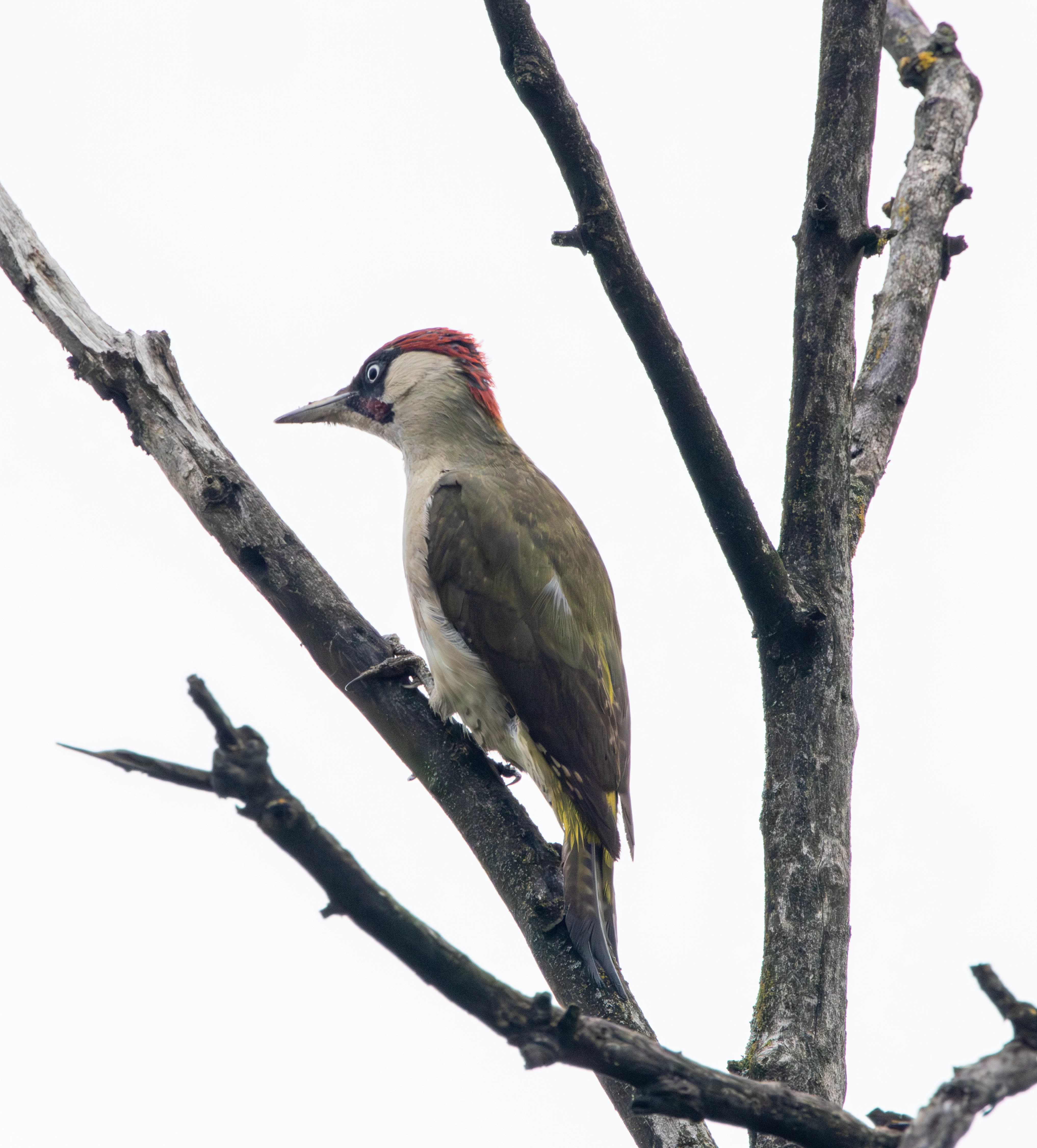 European Green Woodpecker, Transylvania, Romania — photo by Adam Prugel-Bennett