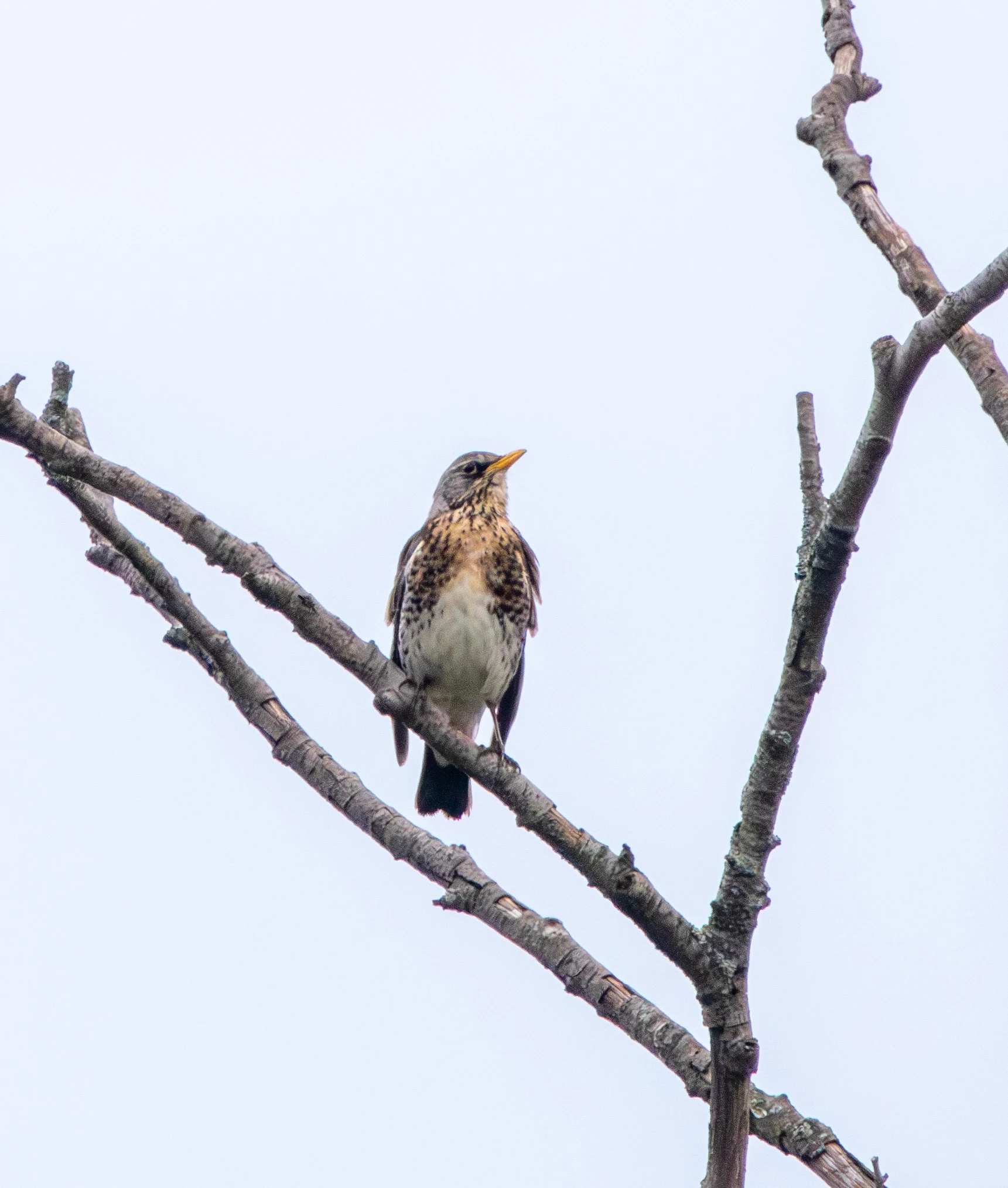 Fieldfare, Transylvania, Romania — photo by Adam Prugel-Bennett