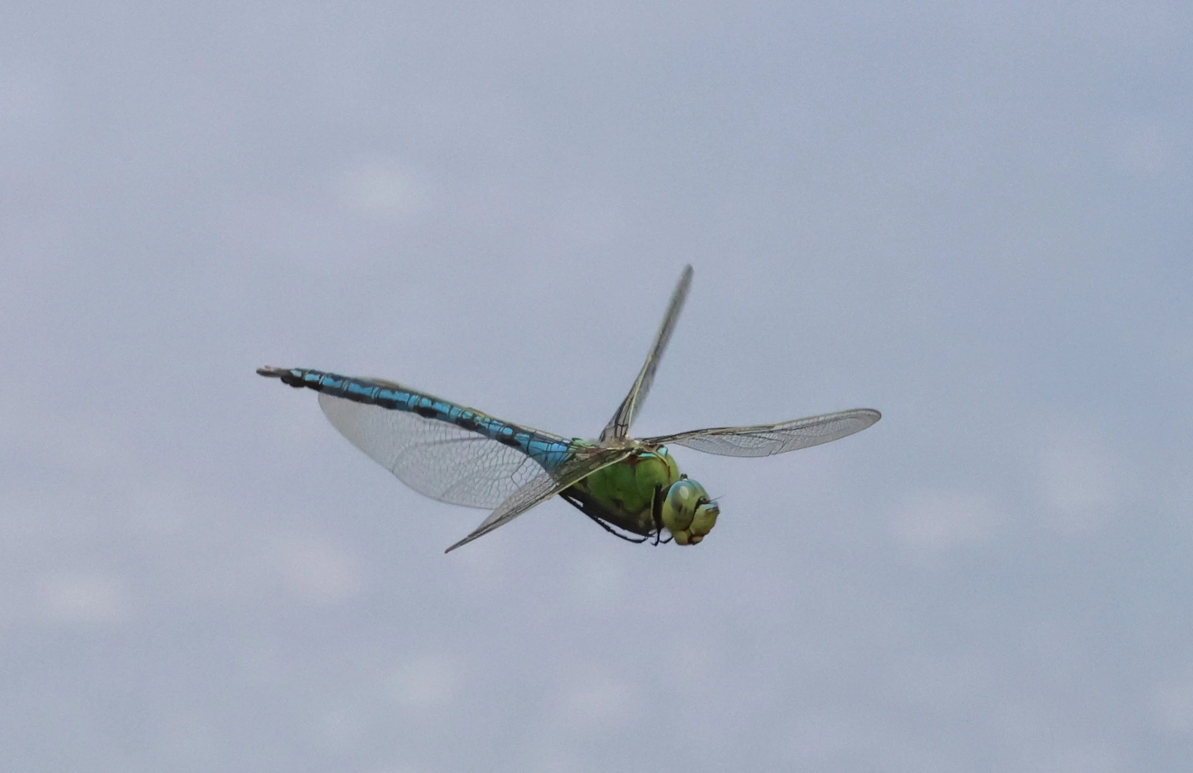 Emperor Dragonfly, Crockford Common, Beaulieu, New Forest, UK — photo by Adam Prugel-Bennett