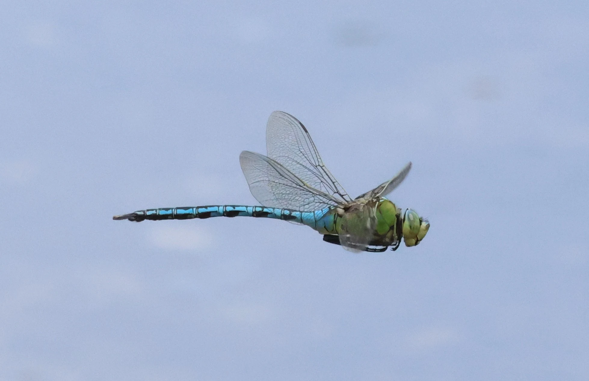 Emperor Dragonfly, Crockford Common, Beaulieu, New Forest, UK — photo by Adam Prugel-Bennett