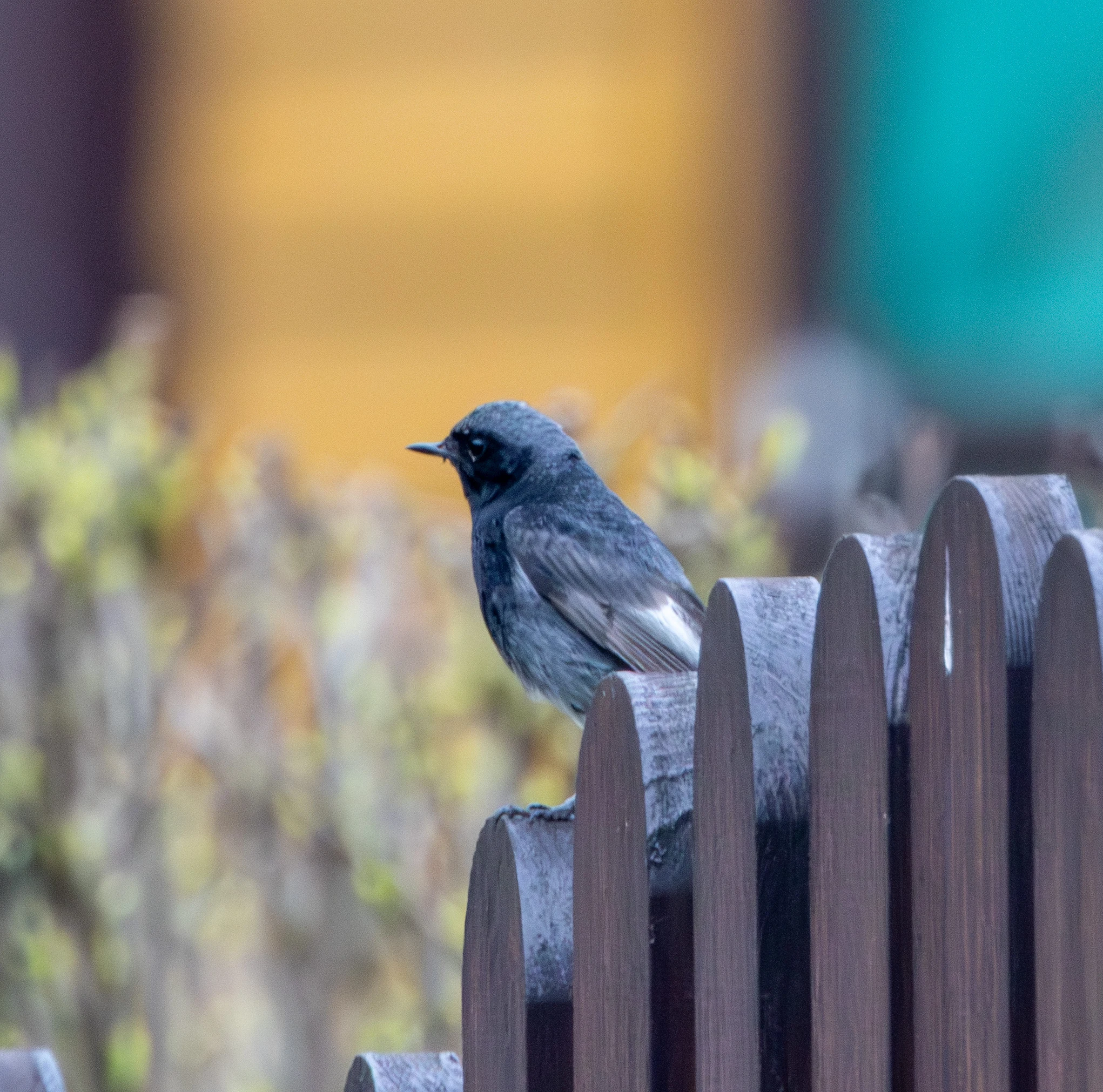 Black Redstart, Transylvania, Romania — photo by Adam Prugel-Bennett