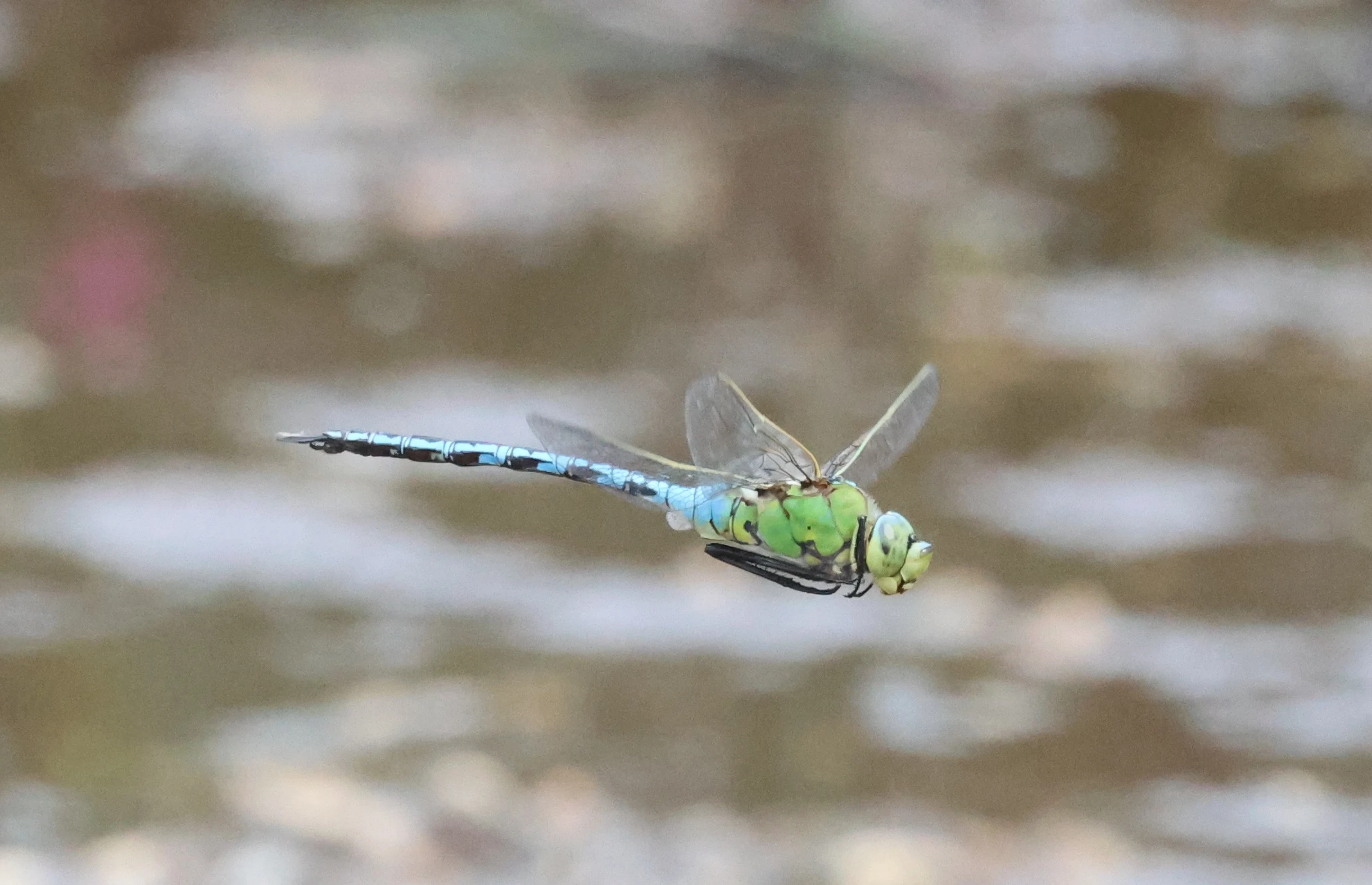 Emperor Dragonfly, Crockford Common, Beaulieu, New Forest, UK — photo by Adam Prugel-Bennett