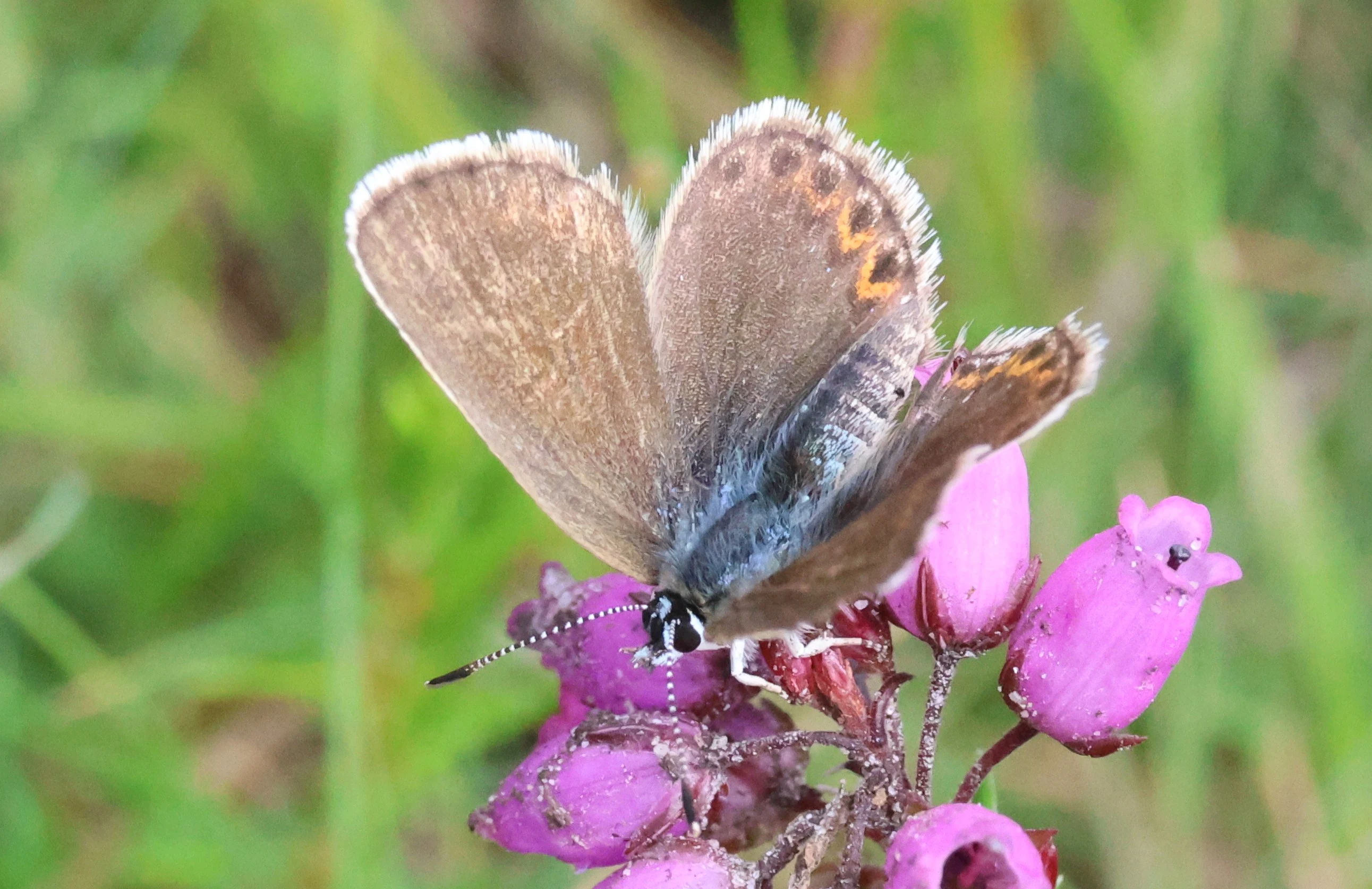 Ringlet Butterfly, Crockford Common, Beaulieu, New Forest, UK — photo by Adam Prugel-Bennett