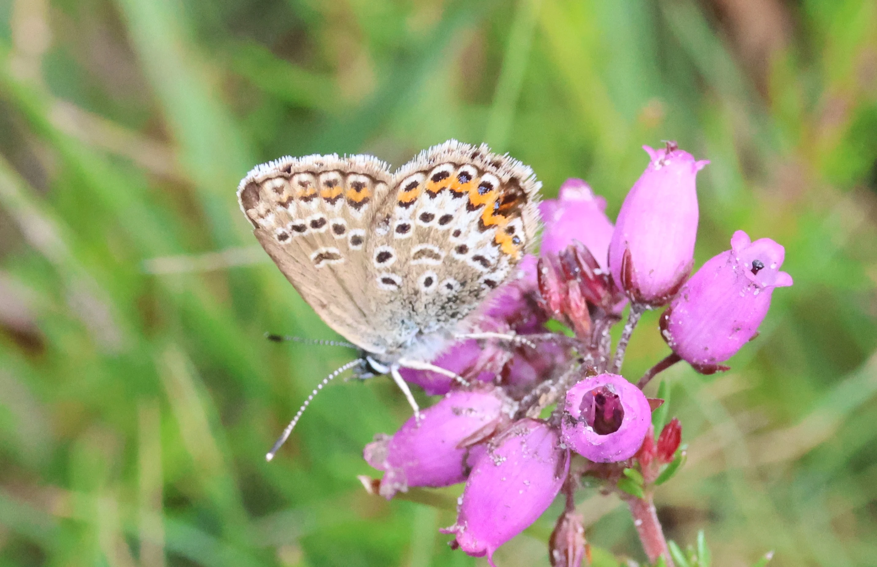 Silver-Studded Blue, Crockford Common, Beaulieu, New Forest, UK — photo by Adam Prugel-Bennett