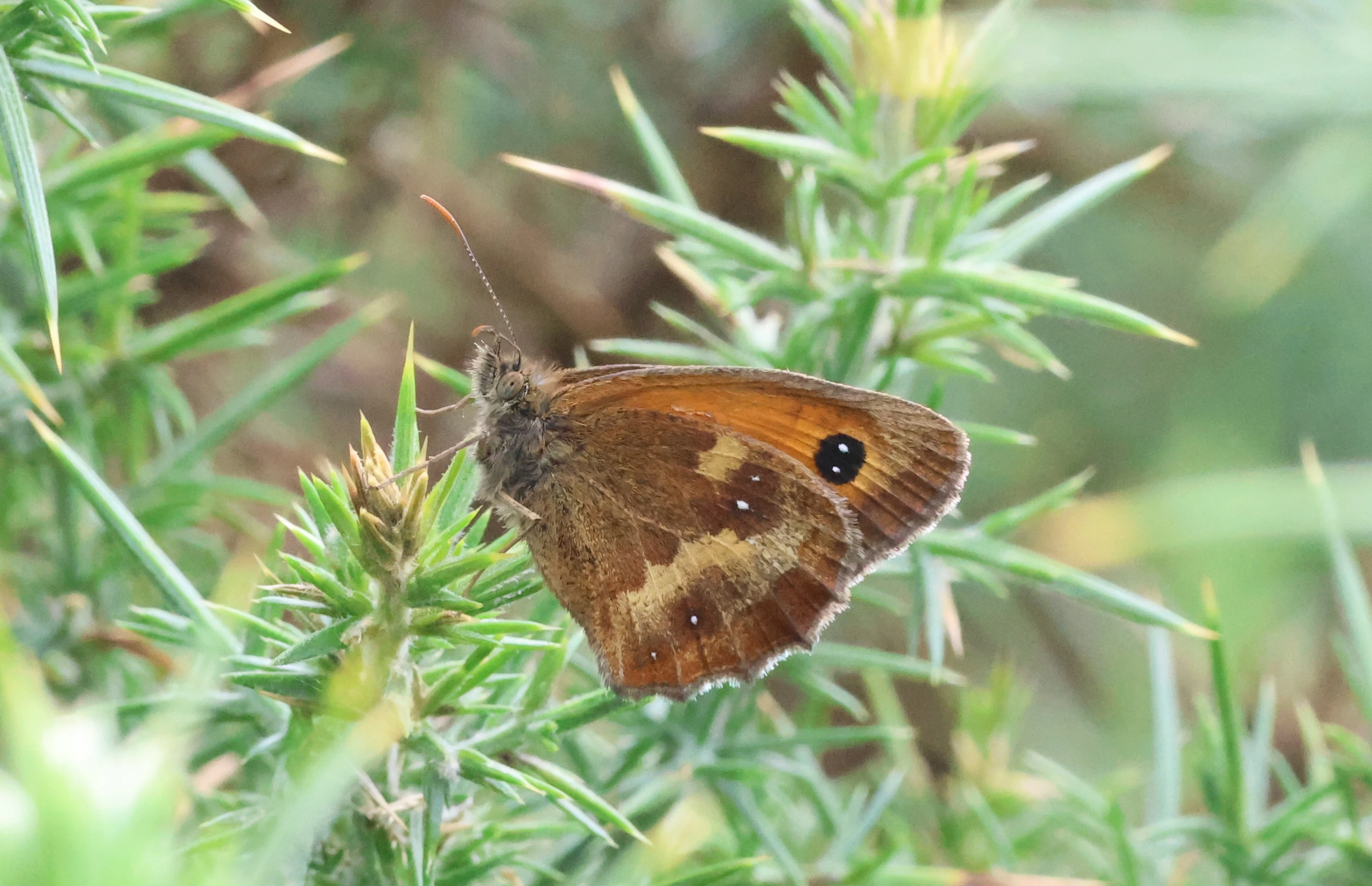 Gatekeeper - Butterfly, Crockford Common, Beaulieu, New Forest, UK — photo by Adam Prugel-Bennett