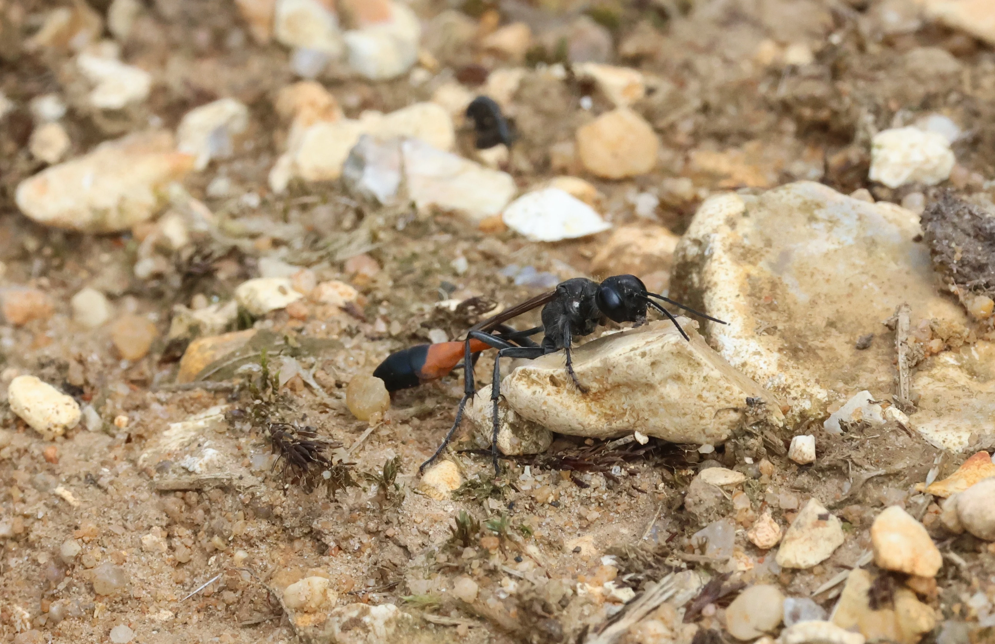 Digger Wasp, Crockford Common, Beaulieu, New Forest, UK — photo by Adam Prugel-Bennett