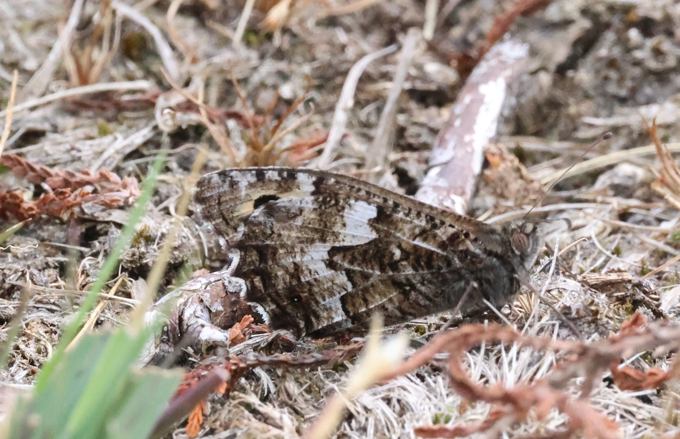 Grayling, Crockford Common, Beaulieu, New Forest, UK — photo by Adam Prugel-Bennett