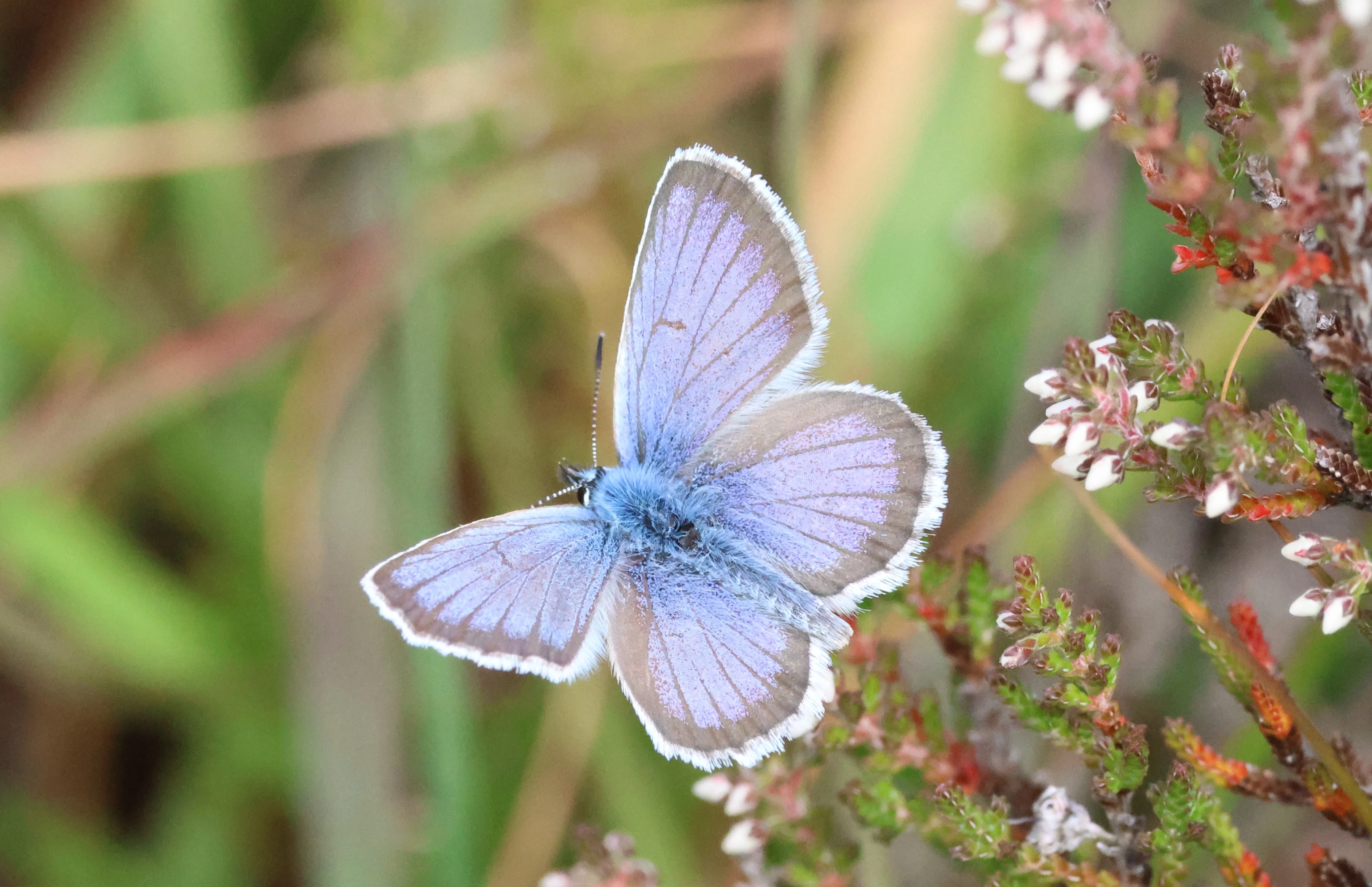 Silver-Studded Blue, Crockford Common, Beaulieu, New Forest, UK — photo by Adam Prugel-Bennett