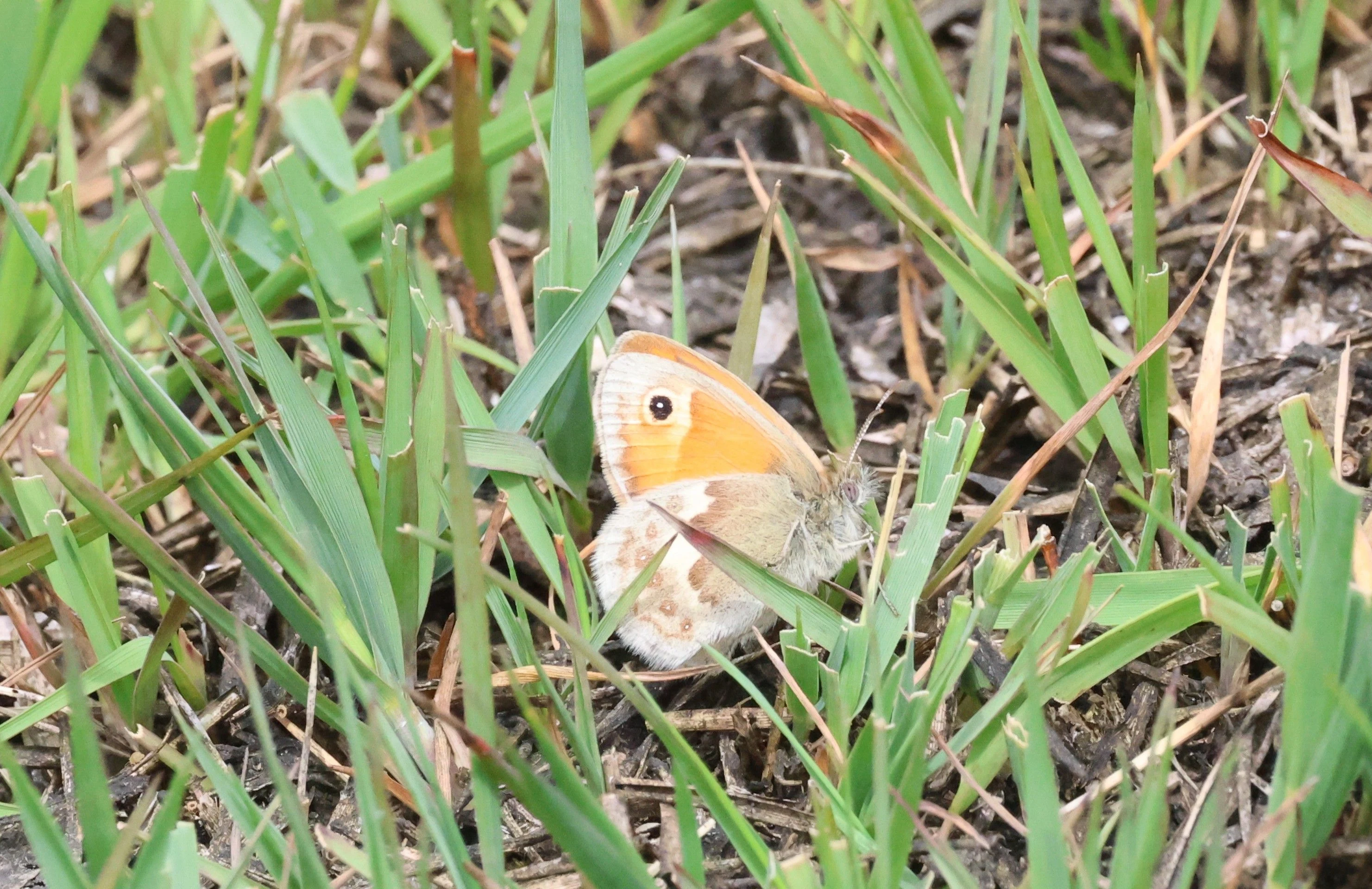 Meadow Brown, Crockford Common, Beaulieu, New Forest, UK — photo by Adam Prugel-Bennett