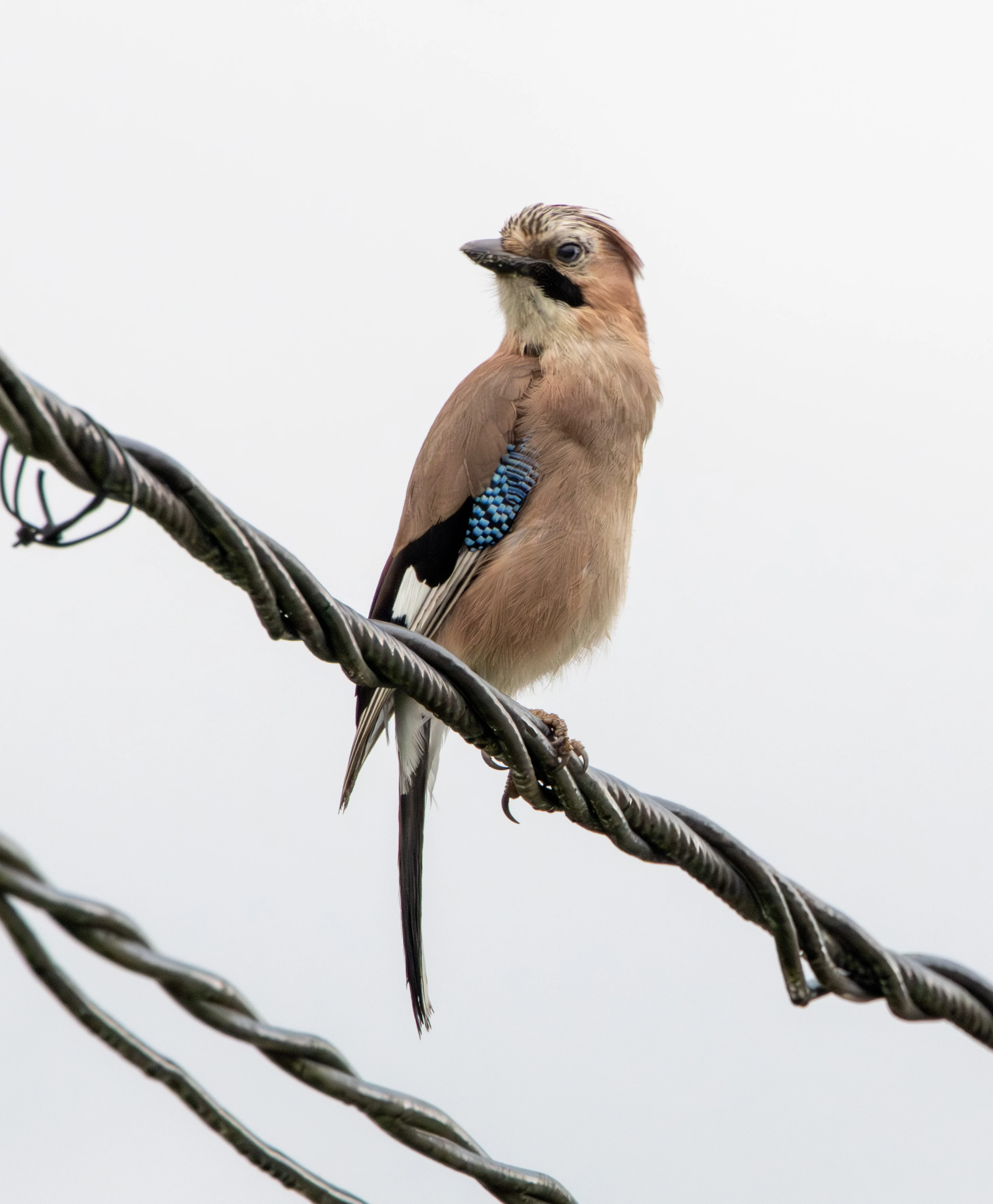Eurasian Jay, Transylvania, Romania — photo by Adam Prugel-Bennett