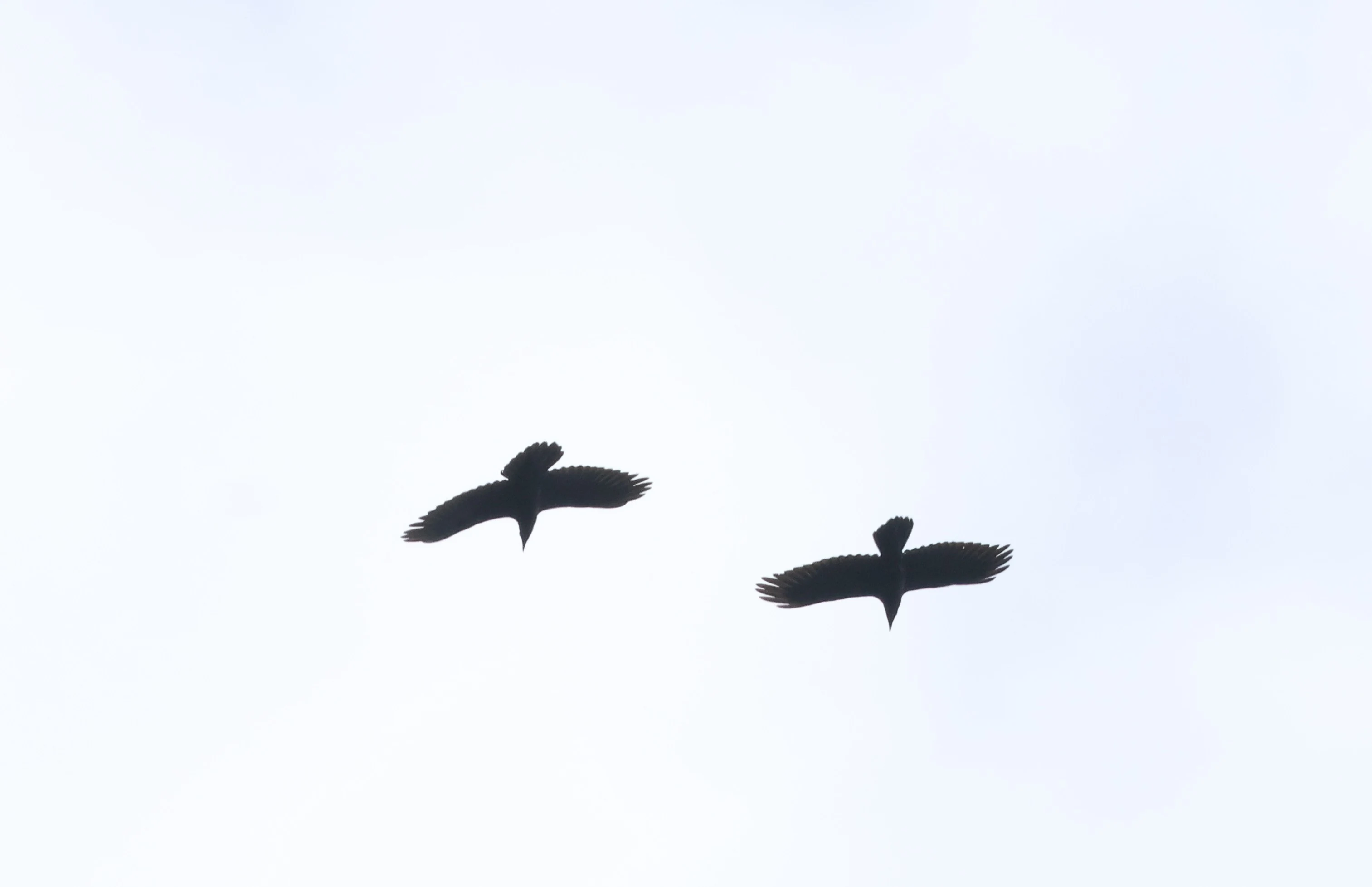 Ravons, Crockford Common, Beaulieu, New Forest, UK — photo by Adam Prugel-Bennett