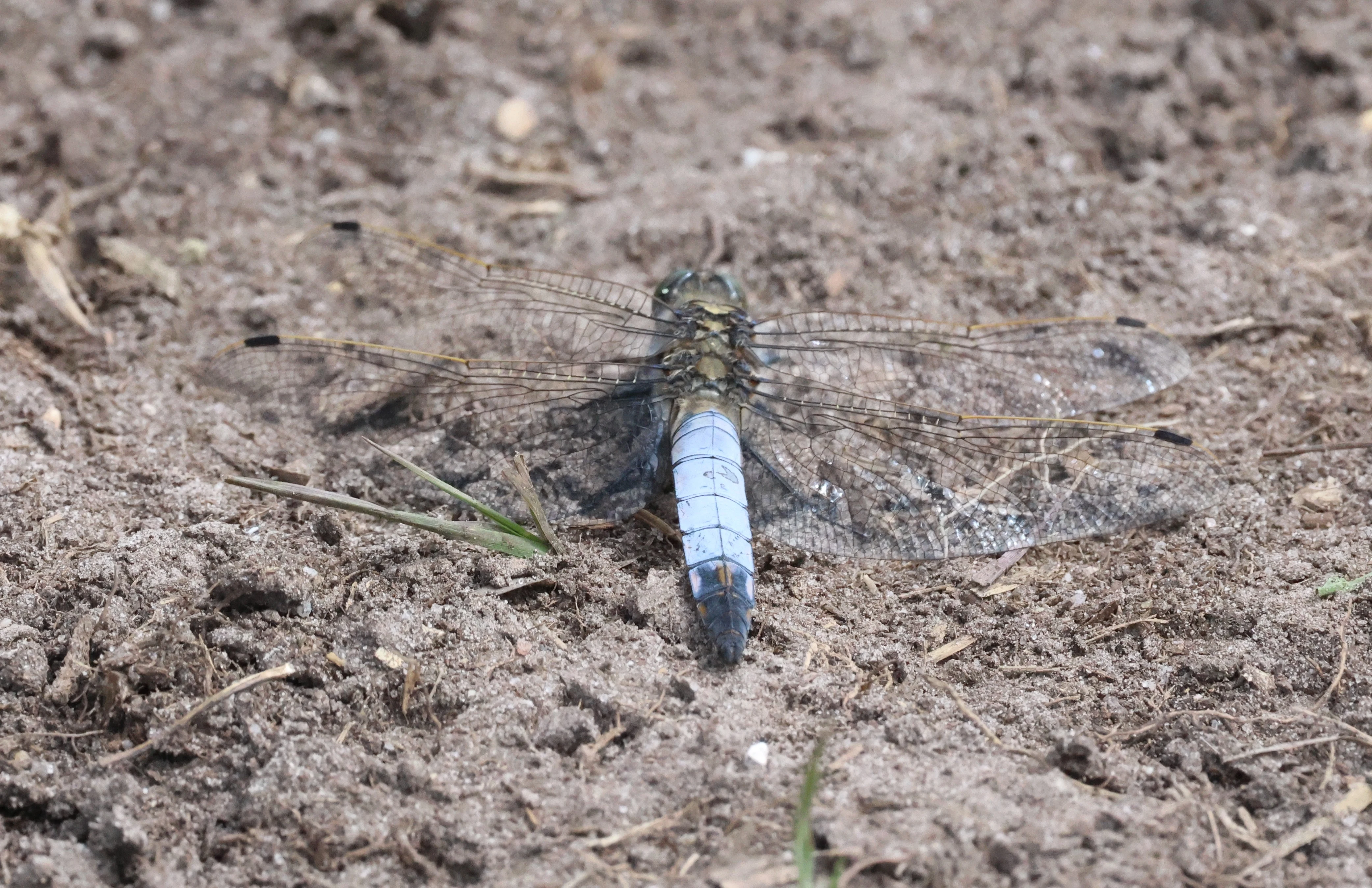 Black-tailed Skimmer, Crockford Common, Beaulieu, New Forest, UK — photo by Adam Prugel-Bennett