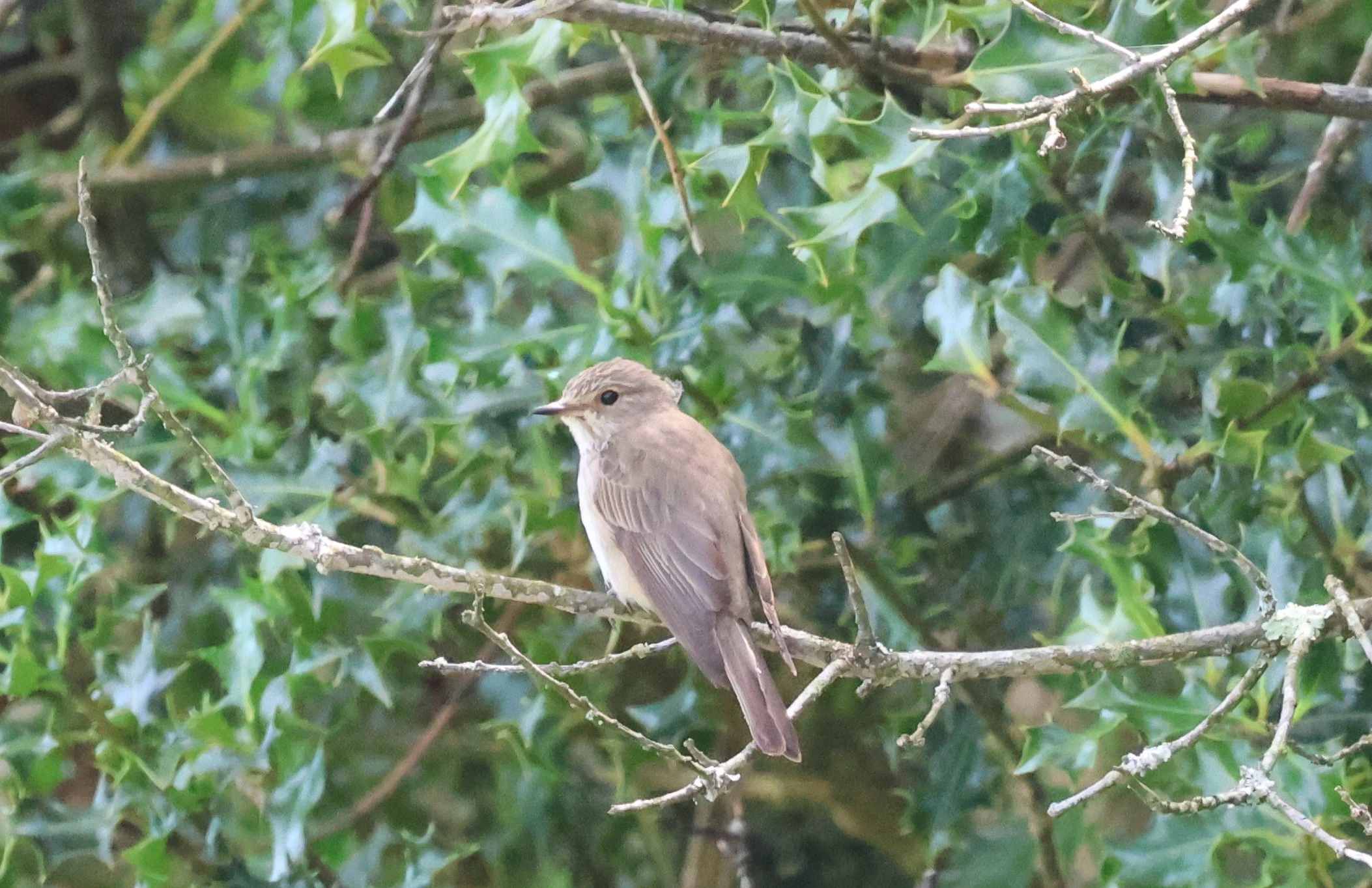 Spotted Flycatcher, Crockford Common, Beaulieu, New Forest, UK — photo by Adam Prugel-Bennett