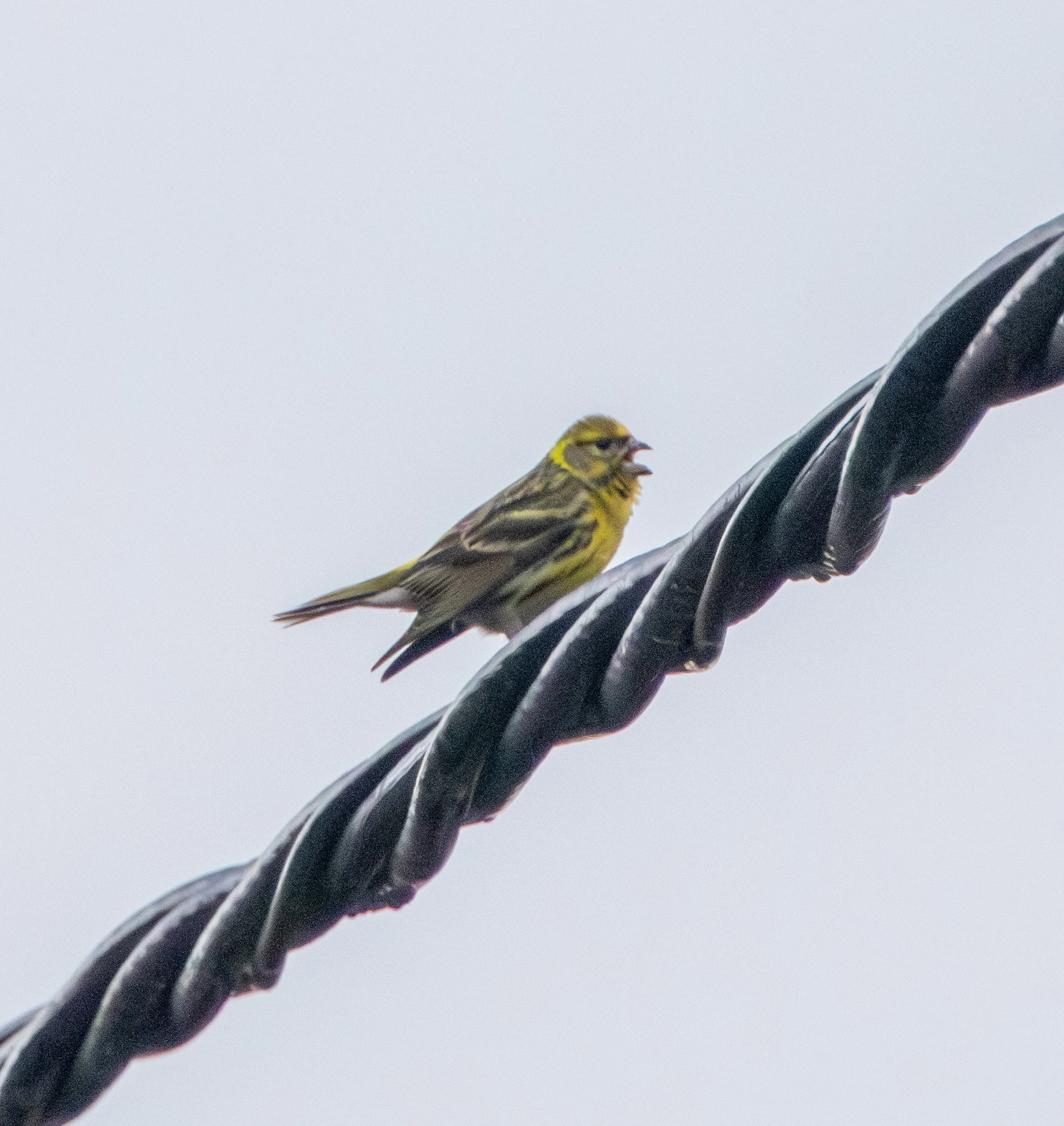 Serin, Transylvania, Romania — photo by Adam Prugel-Bennett