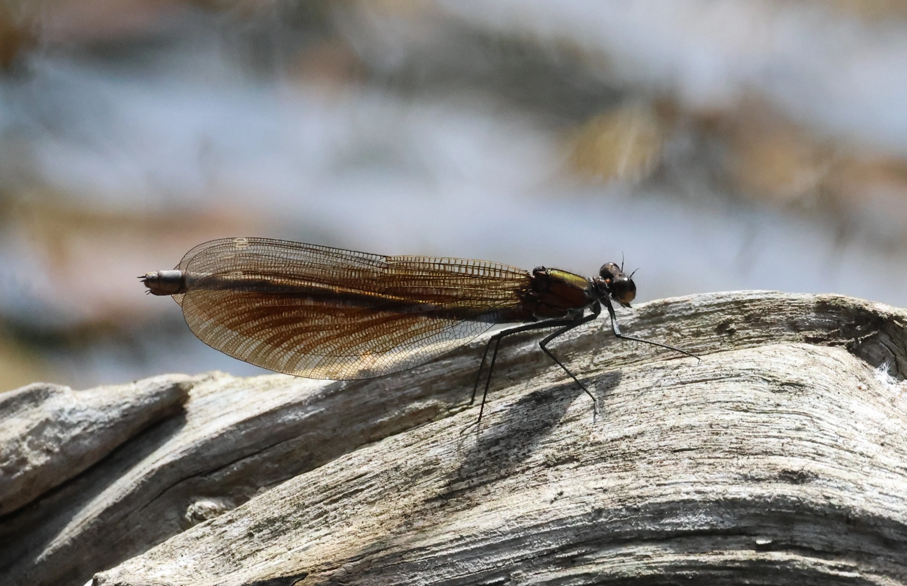 Female Beautiful Damoiselle, Crockford Common, Beaulieu, New Forest, UK — photo by Adam Prugel-Bennett