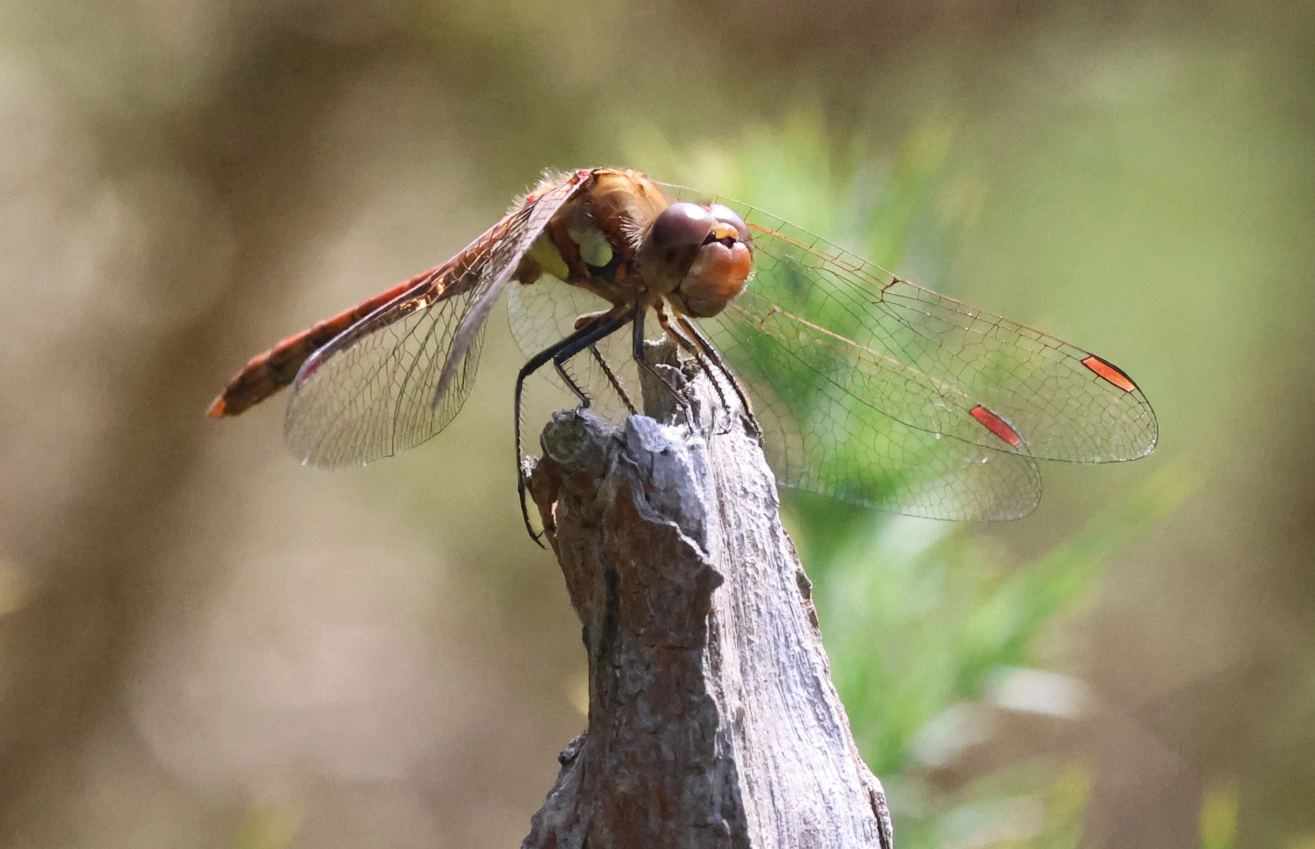 Common Darter - Dragonfly, Crockford Common, Beaulieu, New Forest, UK — photo by Adam Prugel-Bennett