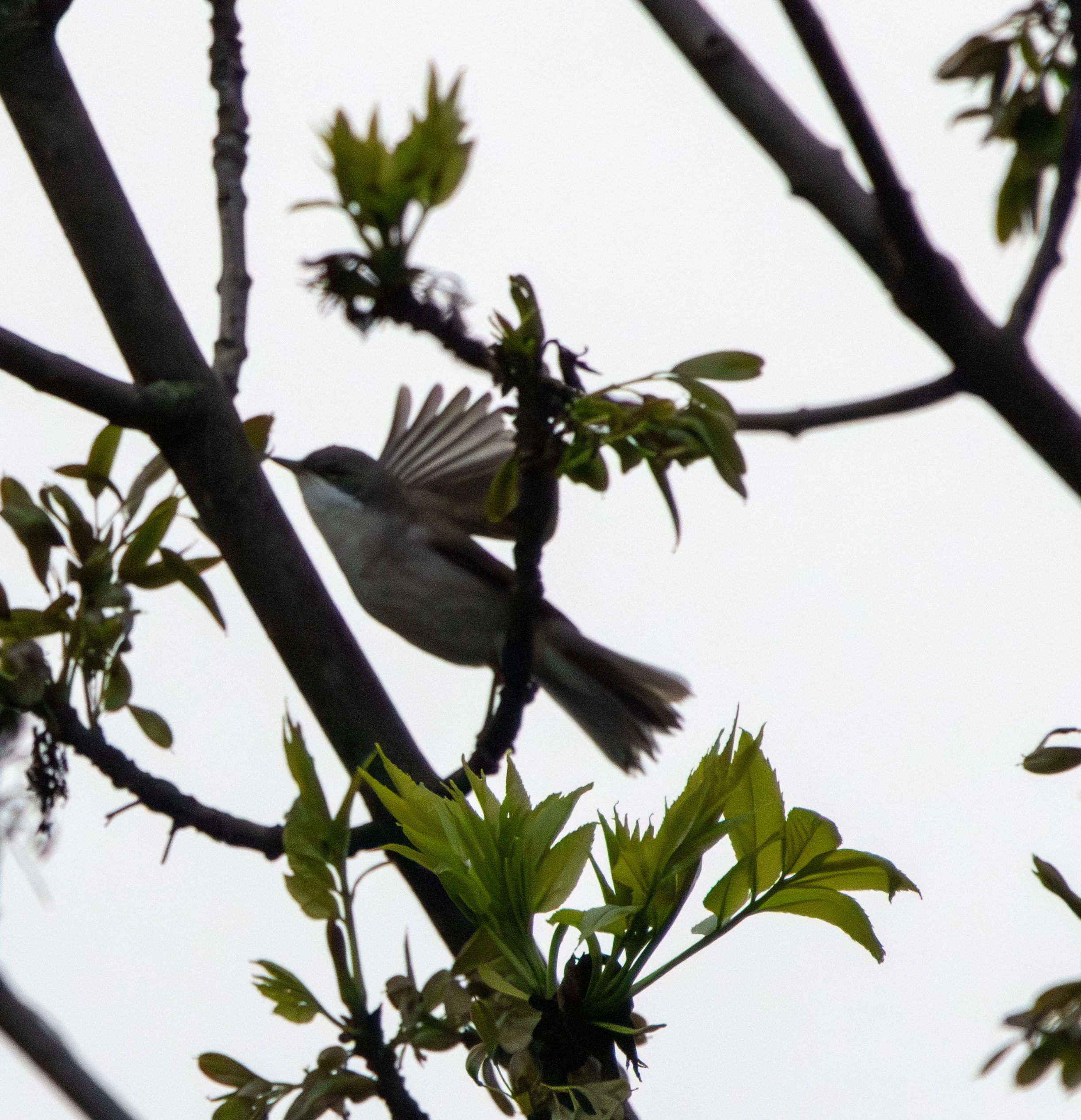 Lesser Whitethroat, Transylvania, Romania — photo by Adam Prugel-Bennett