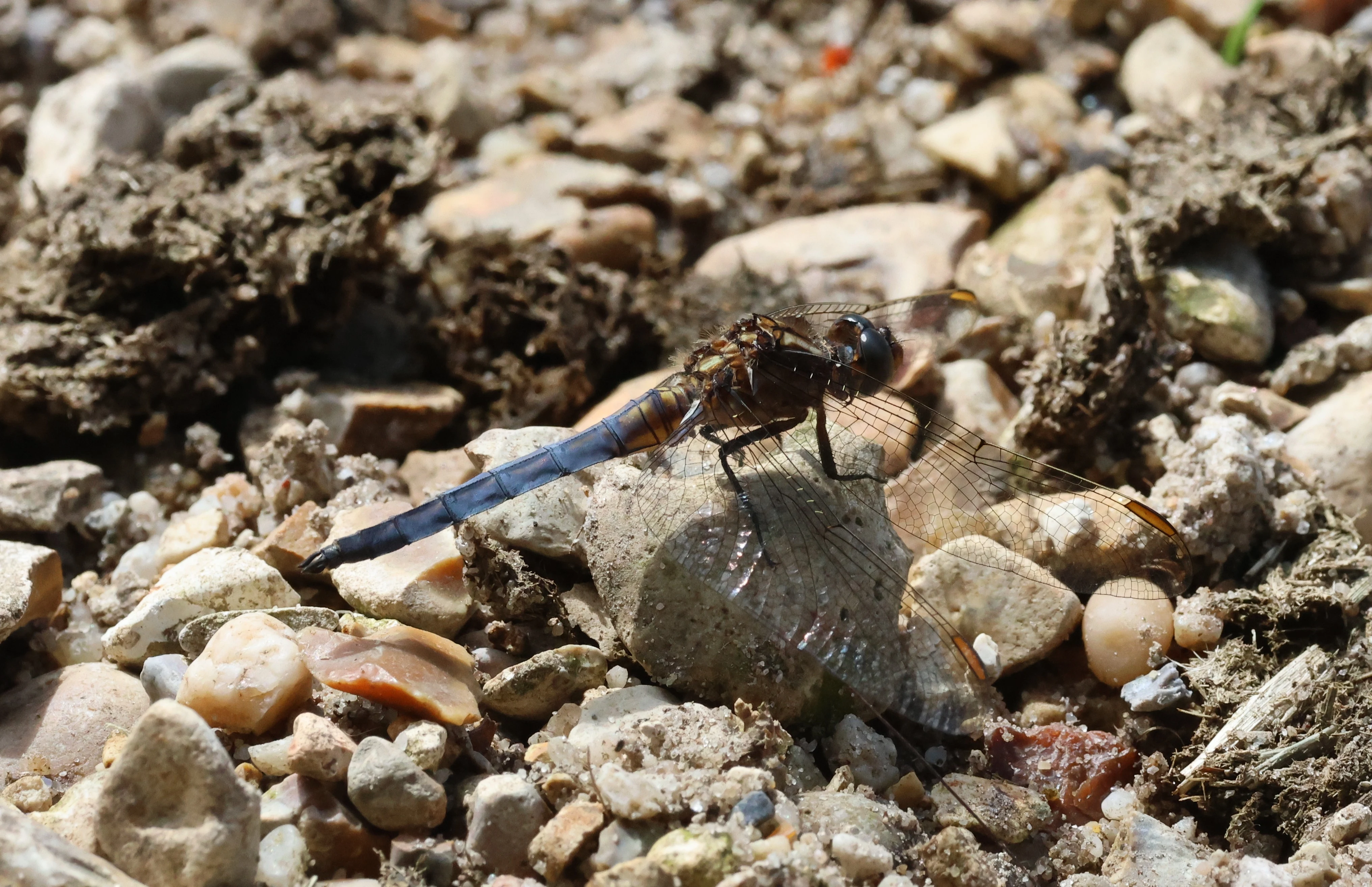 Keeled Skimmer, Crockford Common, Beaulieu, New Forest, UK — photo by Adam Prugel-Bennett