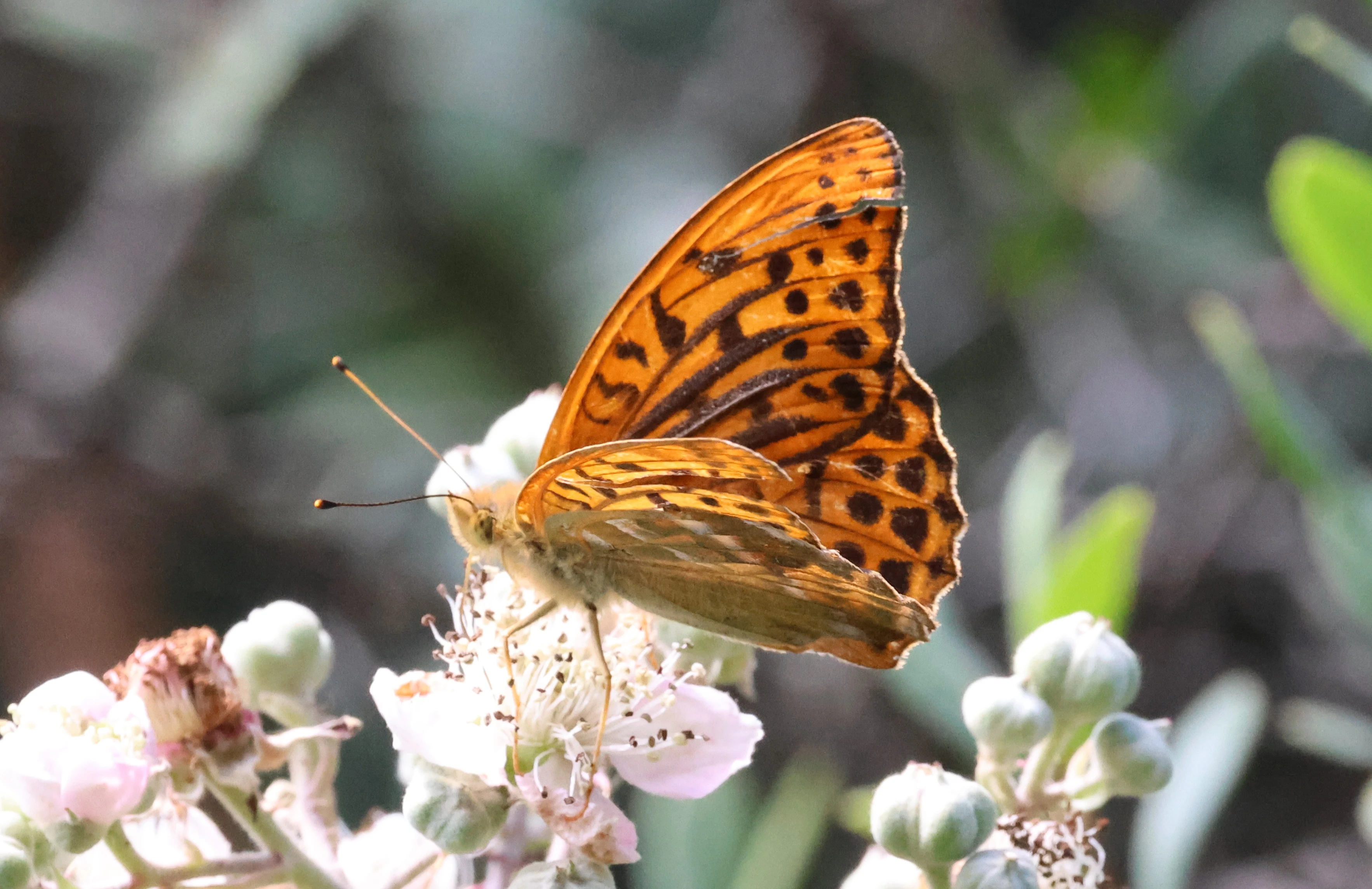 Silver-washed Fritillary, Crockford Common, Beaulieu, New Forest, UK — photo by Adam Prugel-Bennett