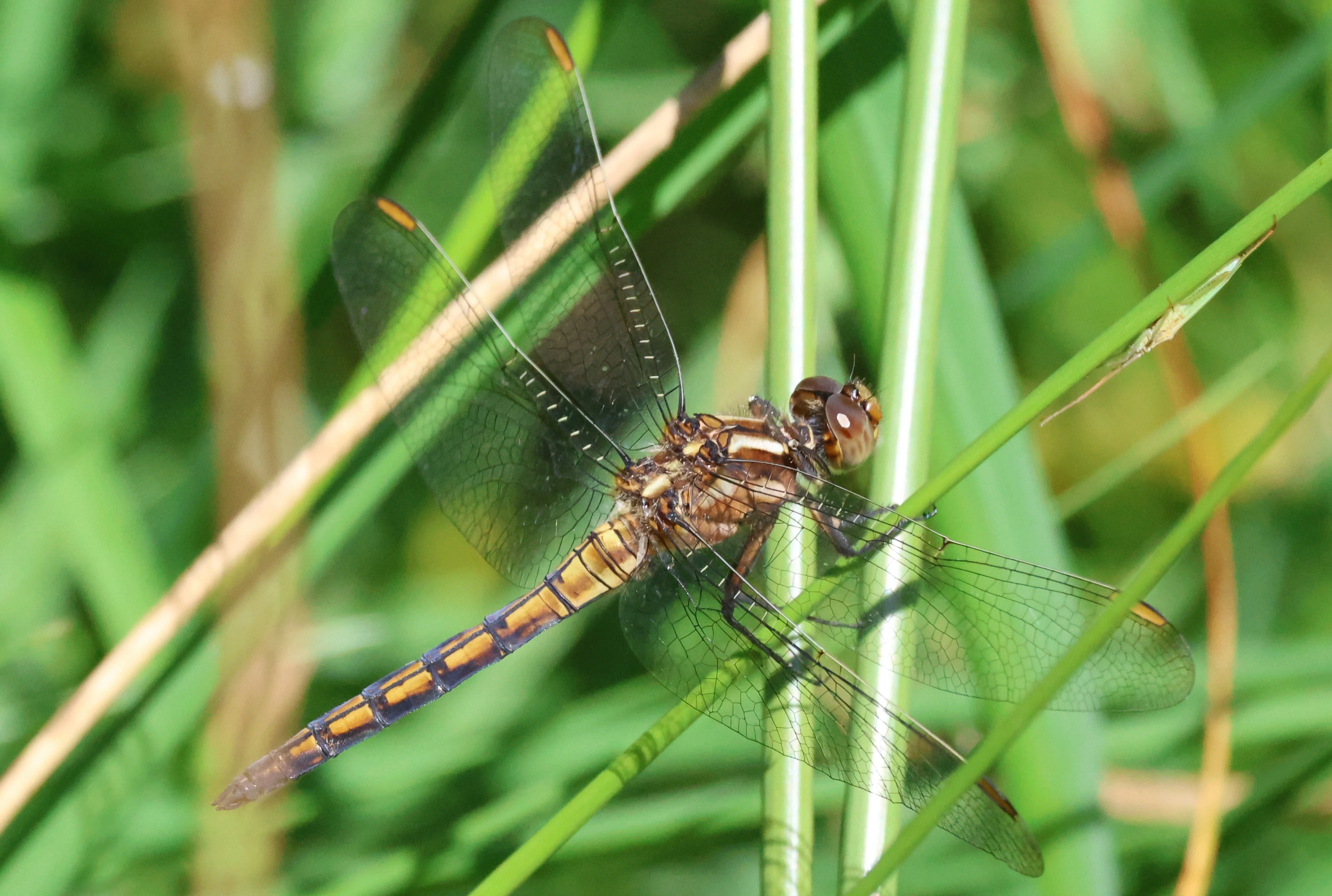 Keeled Skimmer, Crockford Common, Beaulieu, New Forest, UK — photo by Adam Prugel-Bennett