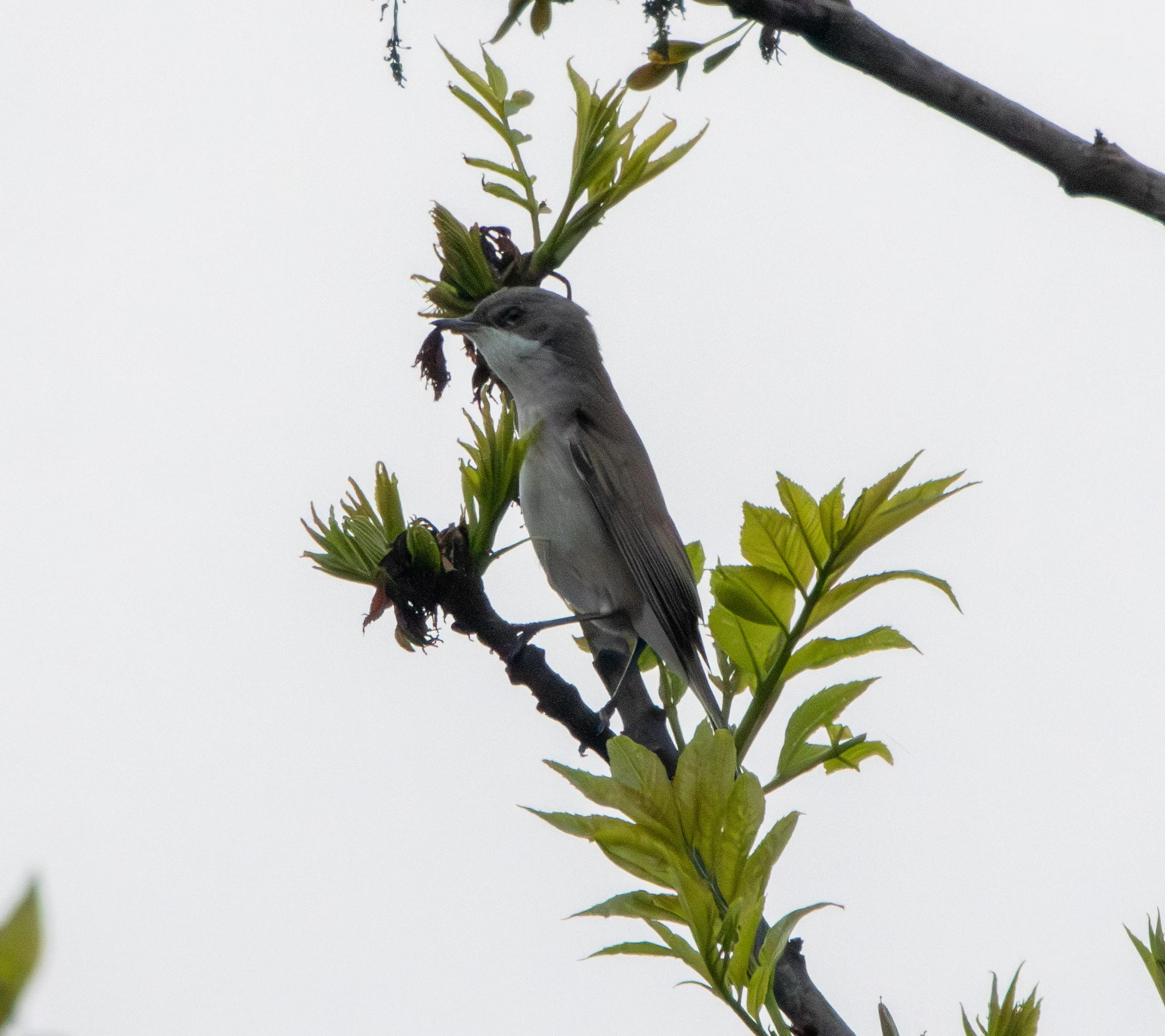 Lesser Whitethroat, Transylvania, Romania — photo by Adam Prugel-Bennett