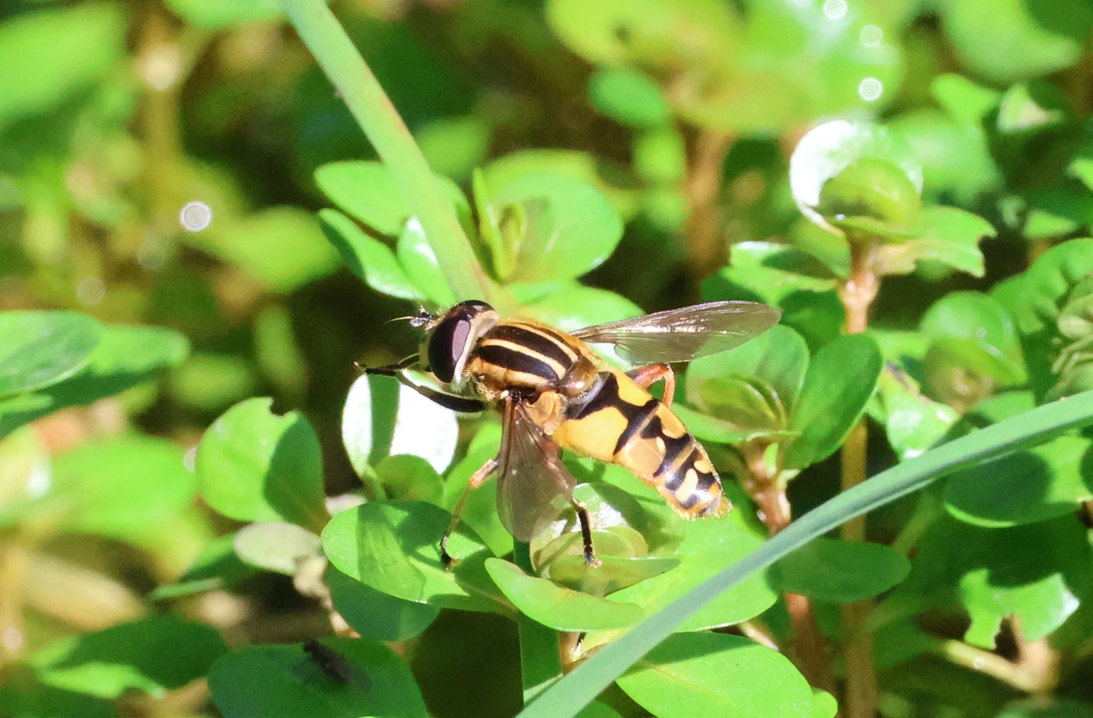 Helophilus pendulus (hoverfly), Crockford Common, Beaulieu, New Forest, UK — photo by Adam Prugel-Bennett