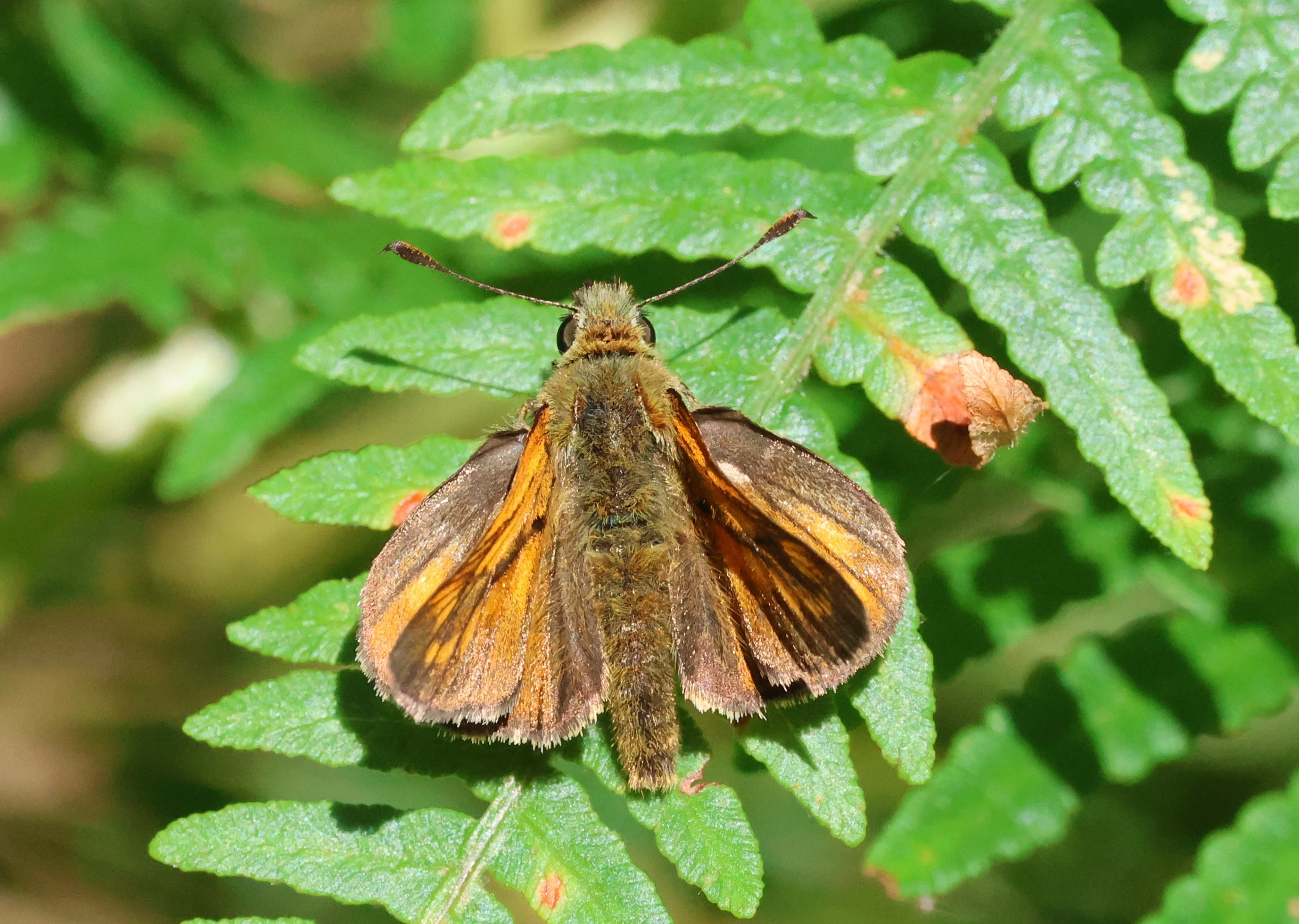 Large Skipper, Crockford Common, Beaulieu, New Forest, UK — photo by Adam Prugel-Bennett