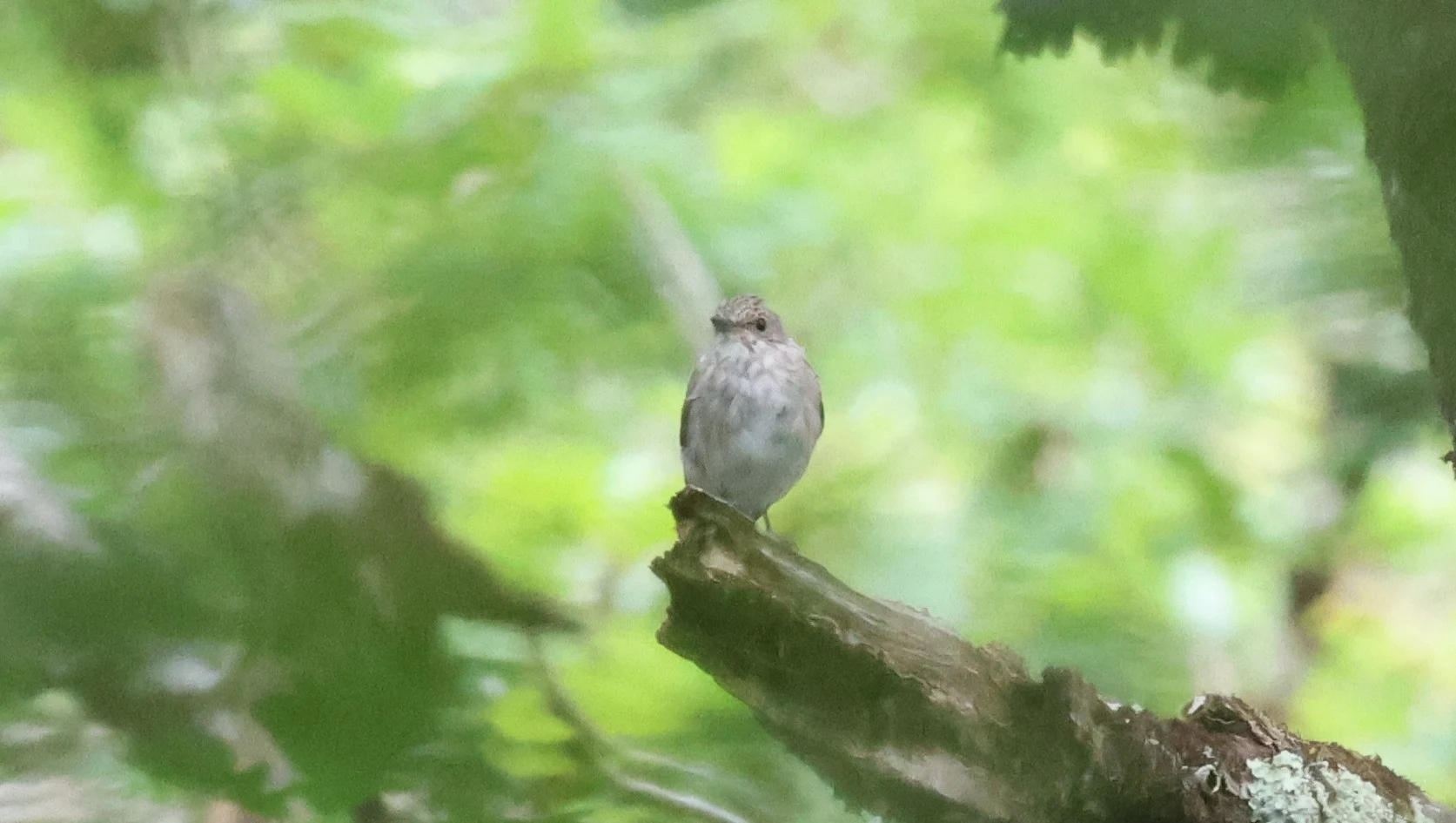 Spotted Flycatcher, New Forest, UK — photo by Adam Prugel-Bennett